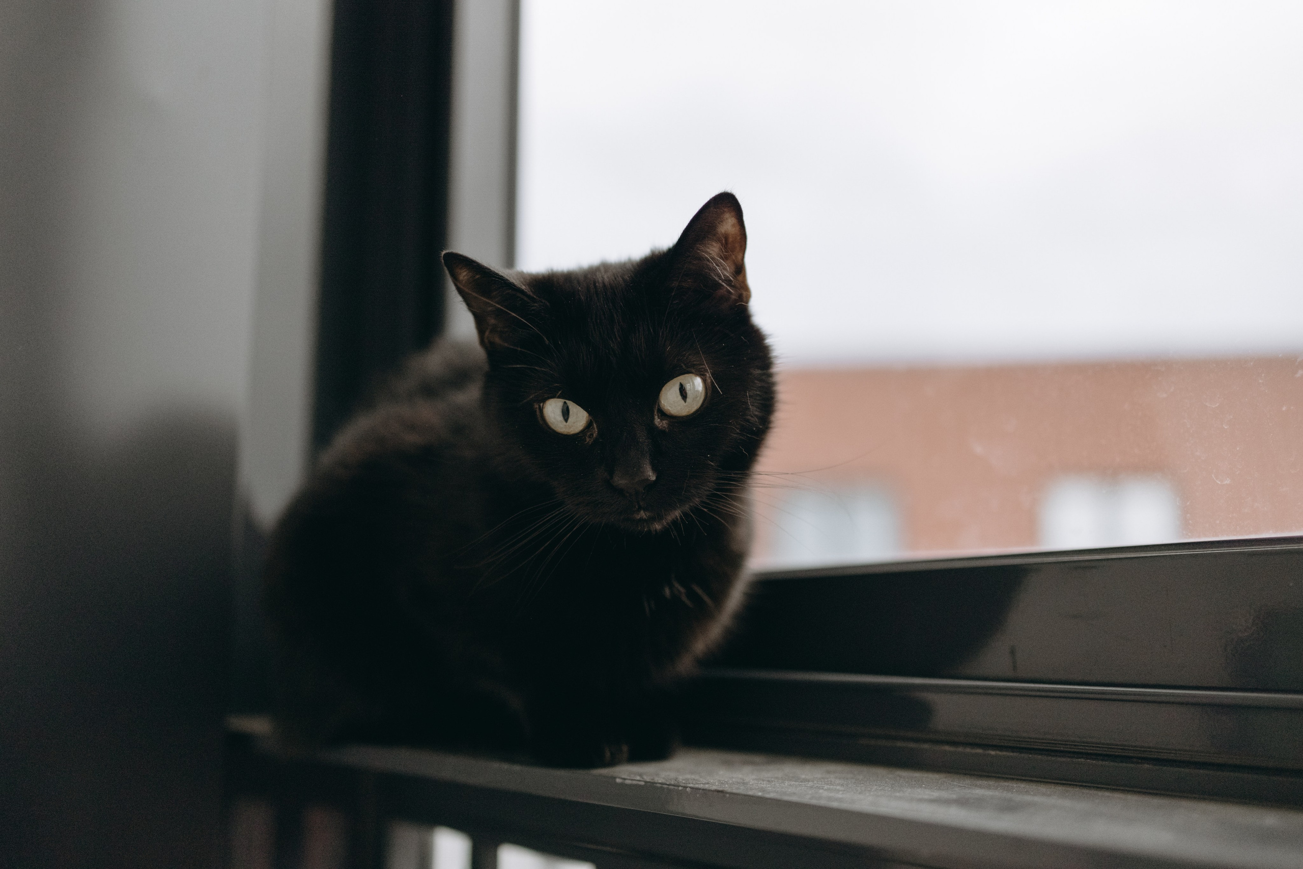 Настя, Никита и их Гром и Мяу. Фотограф — Анималист | Санкт-Петербург