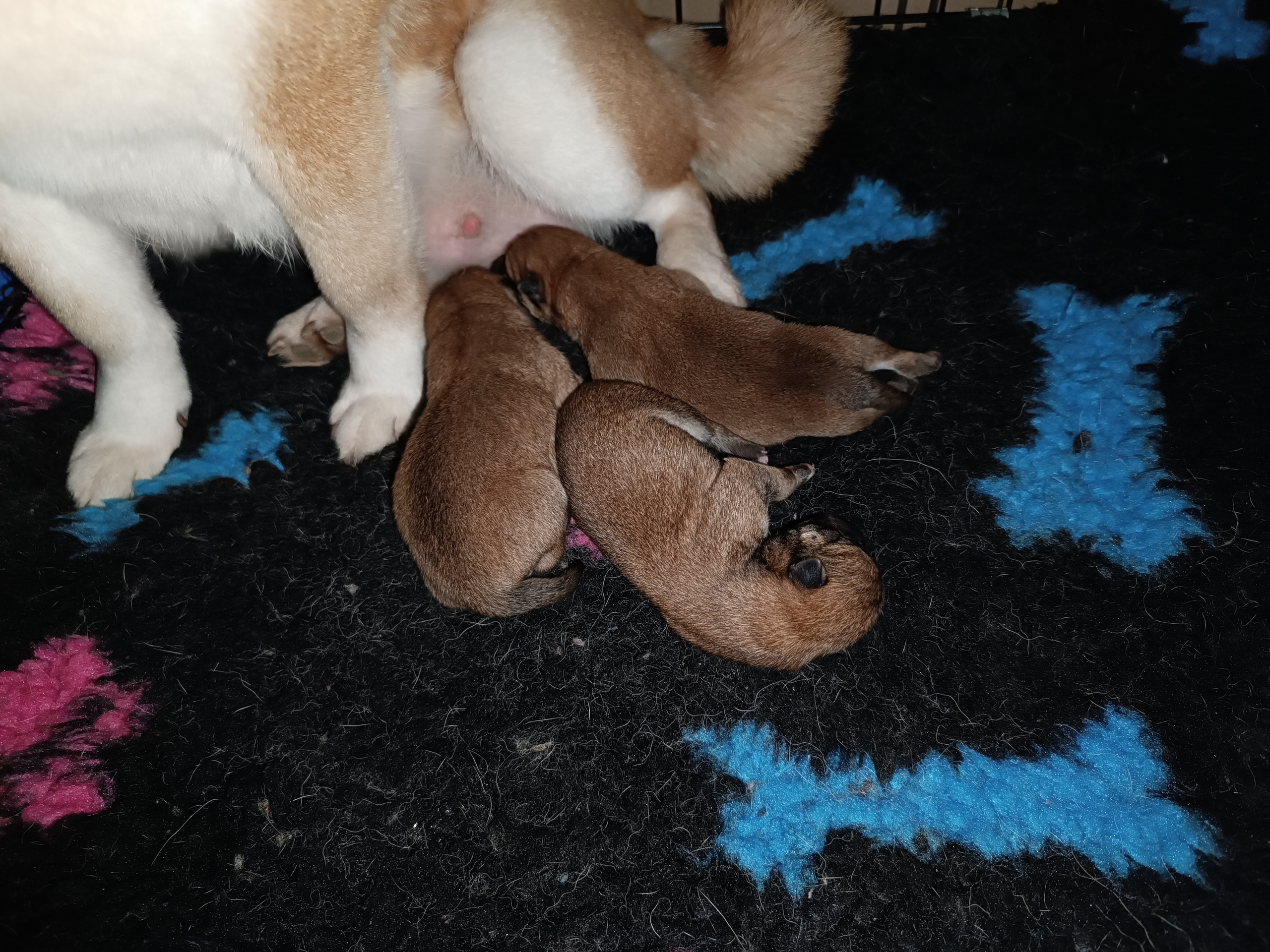 сиба питомник Рубилайт щенки на продажу rubylight  сиба щенки купить СПб Санкт-Петербург 