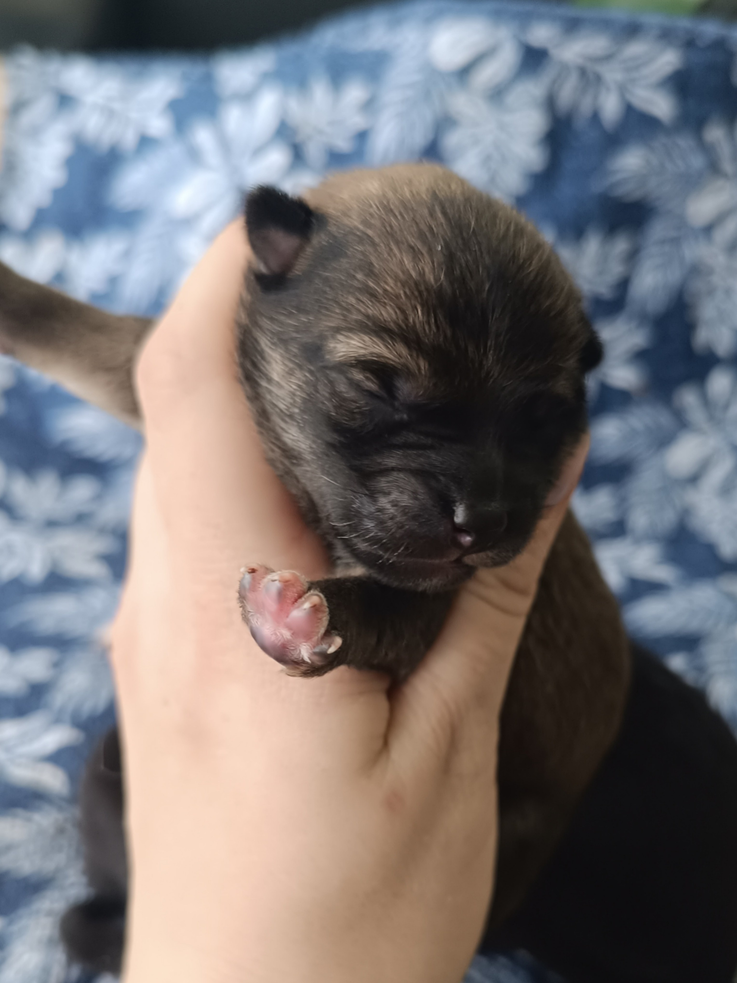 сиба питомник Рубилайт щенки на продажу rubylight  сиба щенки купить СПб Санкт-Петербург 