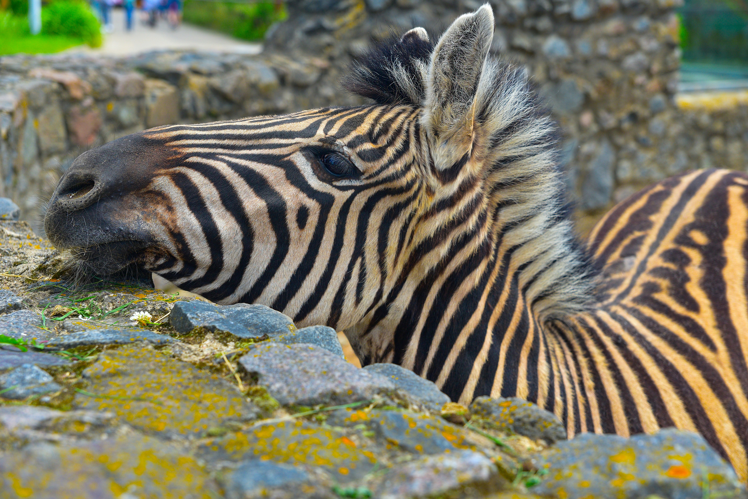 В моем портфолио вы найдете лучшие работы, которые демонстрируют мой стиль. Фотоуслуги, услуги фотографа, фотографирование важных событий