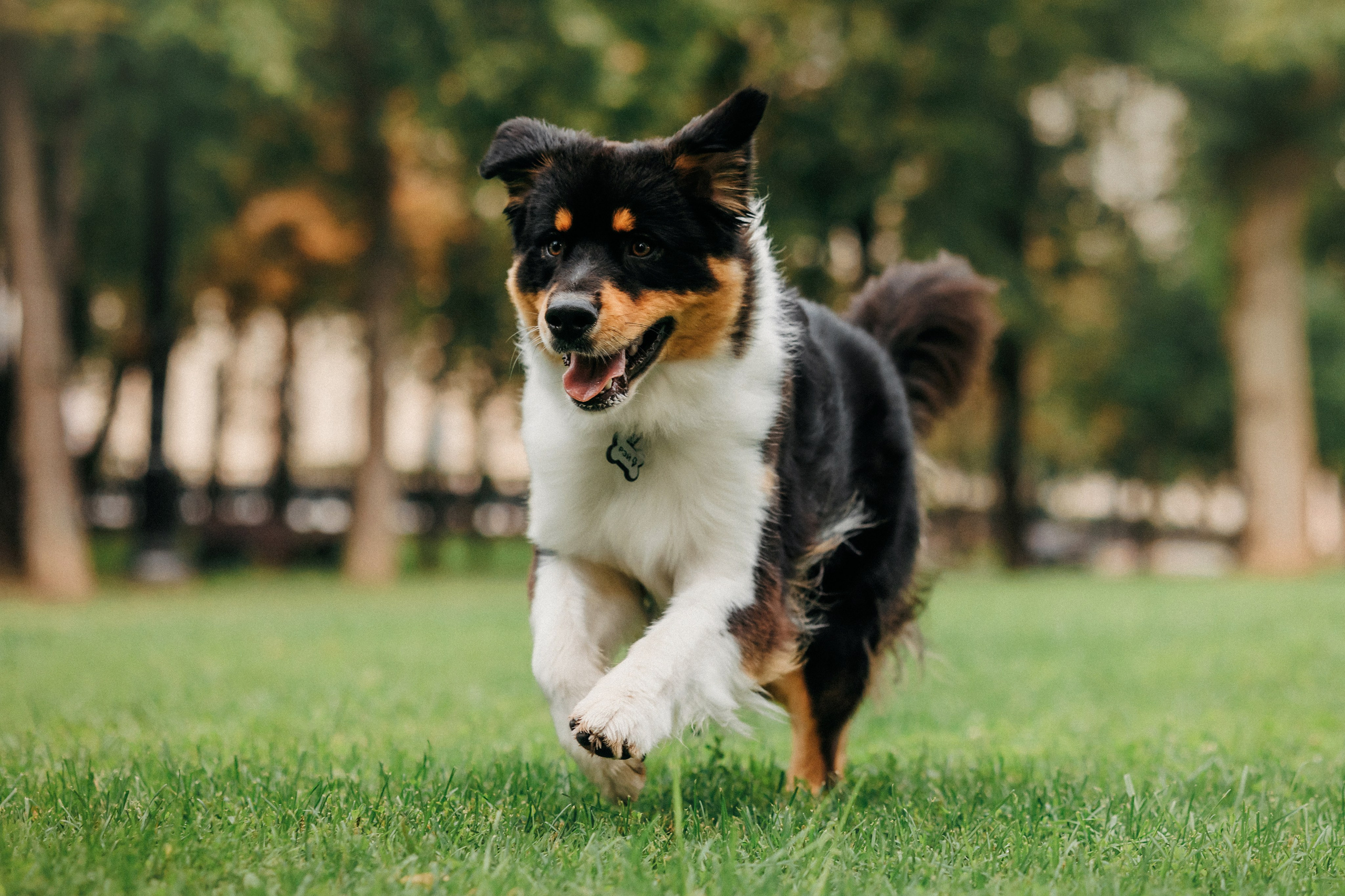Лена и Рэй. Фотограф-анималист Елена Радченко, Москва