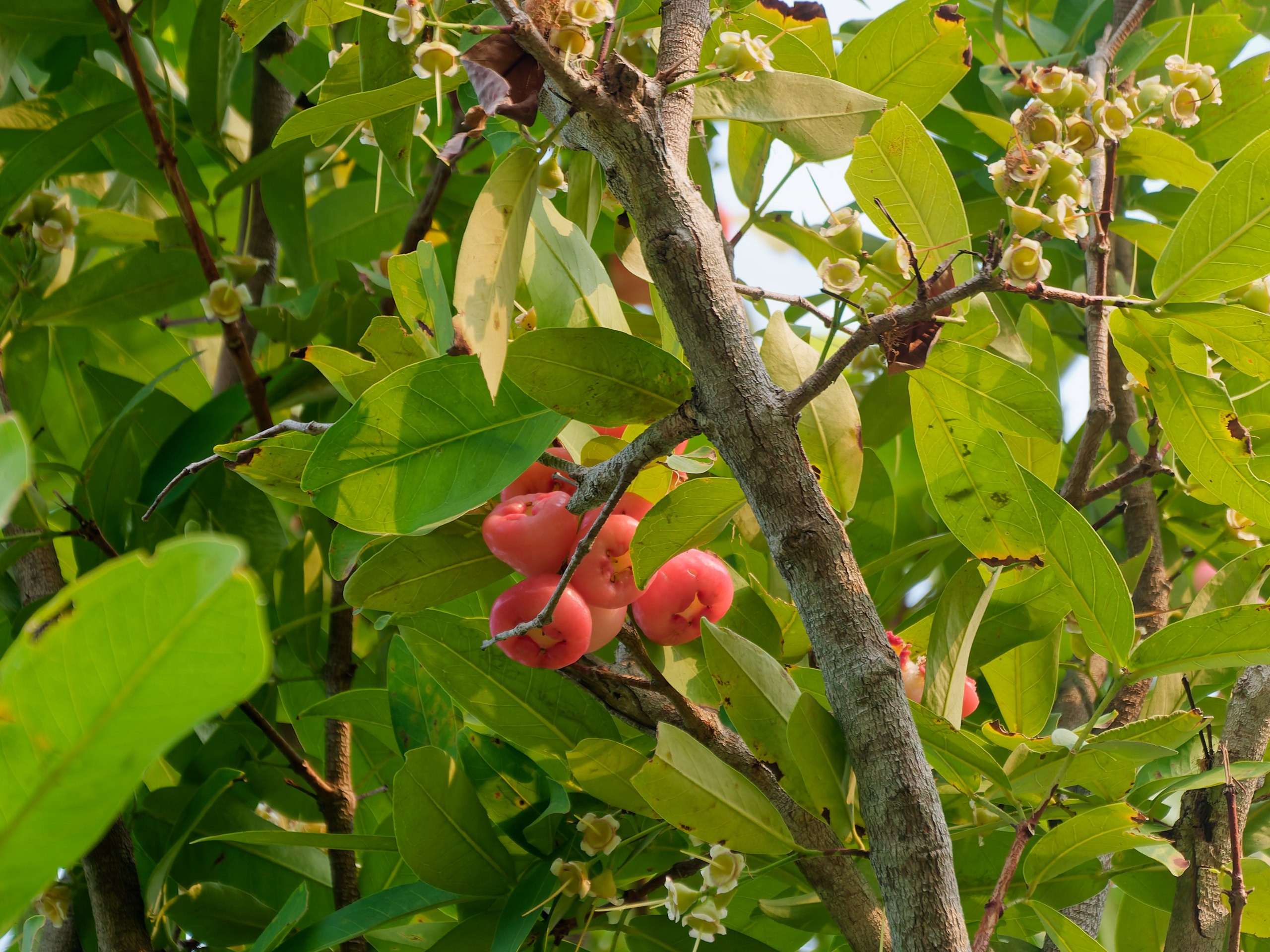 Хайнань 2026, флора, цветы и деревья. Фотопрогулки по Миру