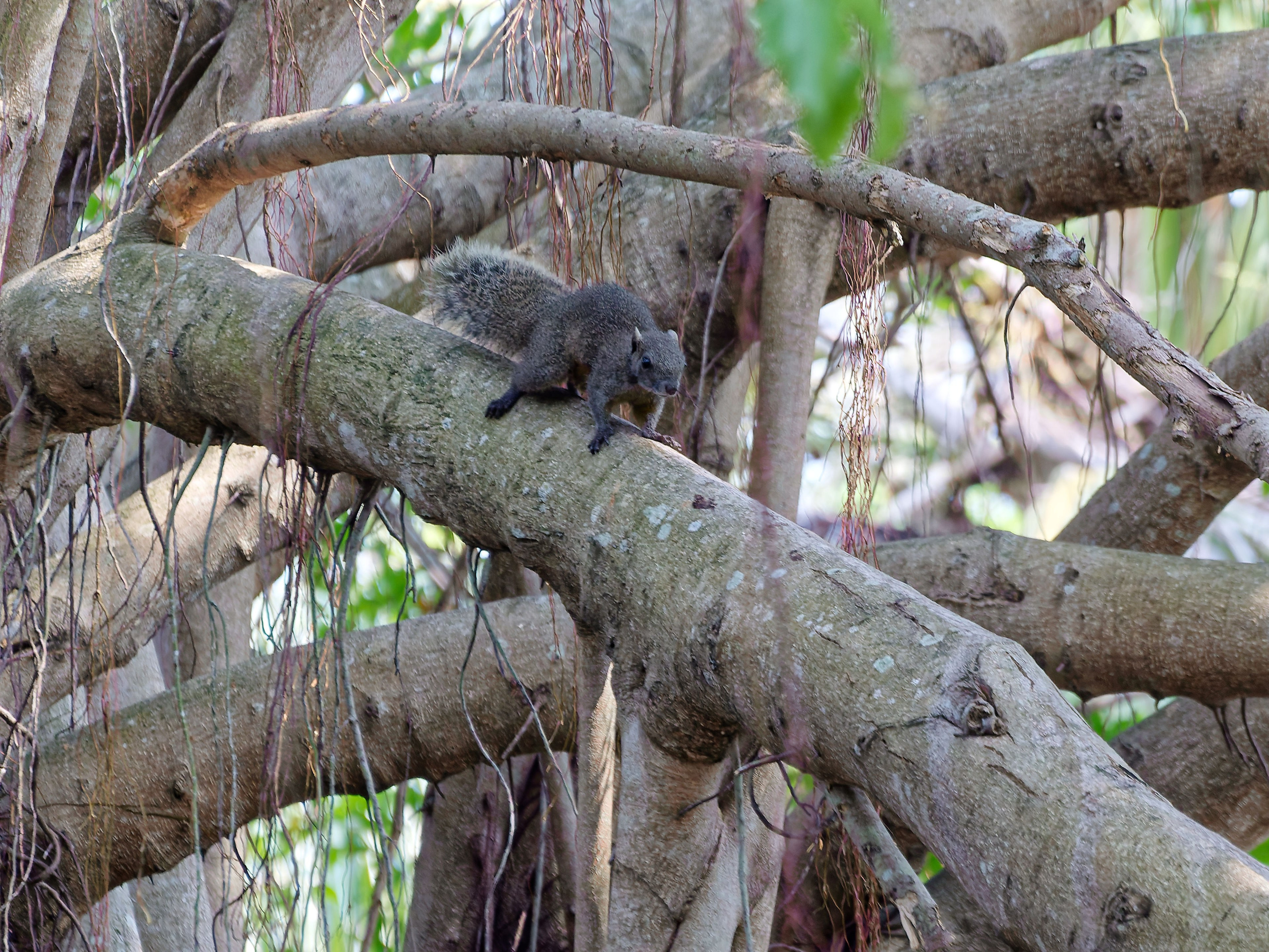 Хайнань 2026, белки. Фотопрогулки по Миру