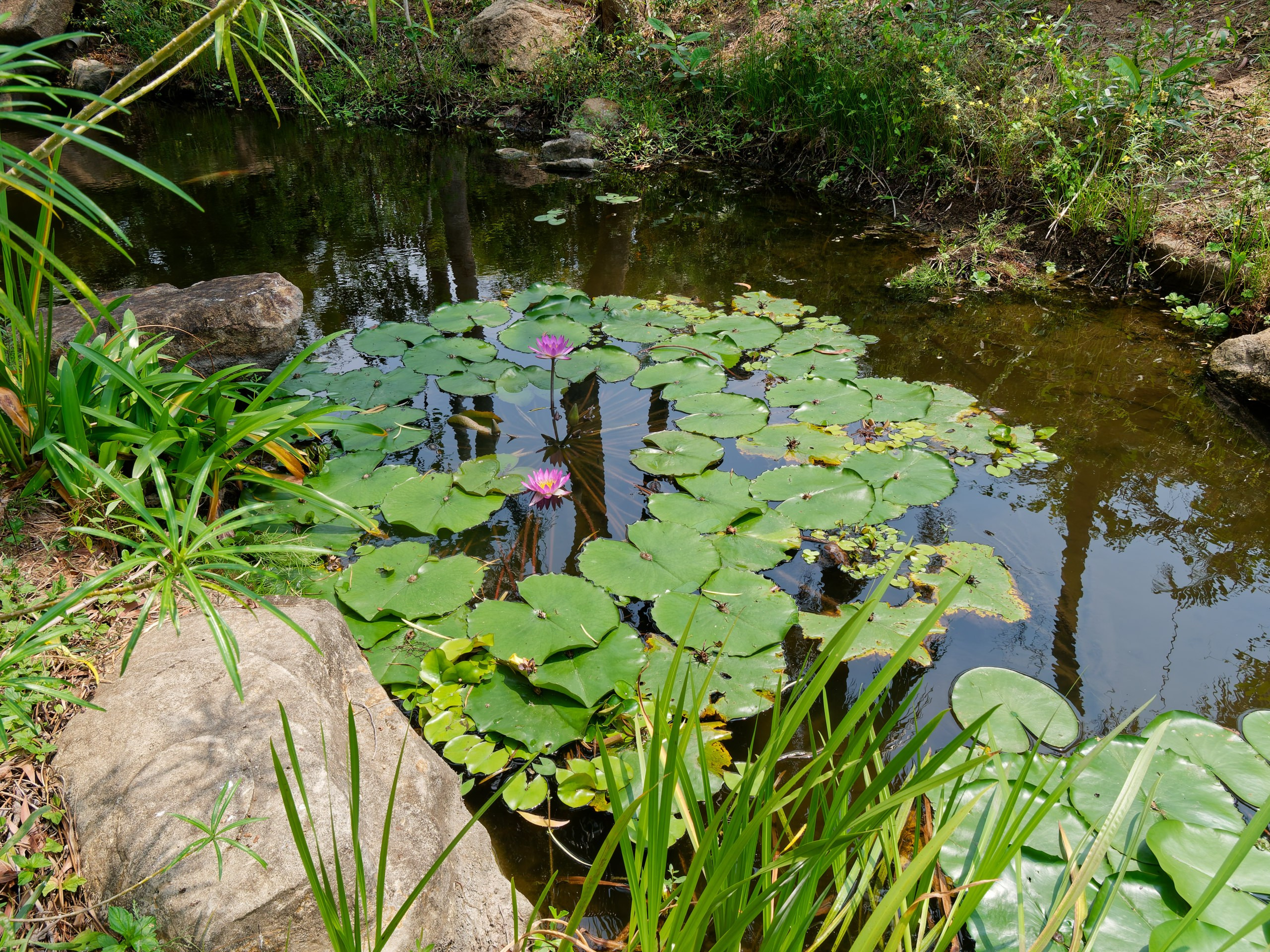 Хайнань 2026, флора, цветы и деревья. Фотопрогулки по Миру