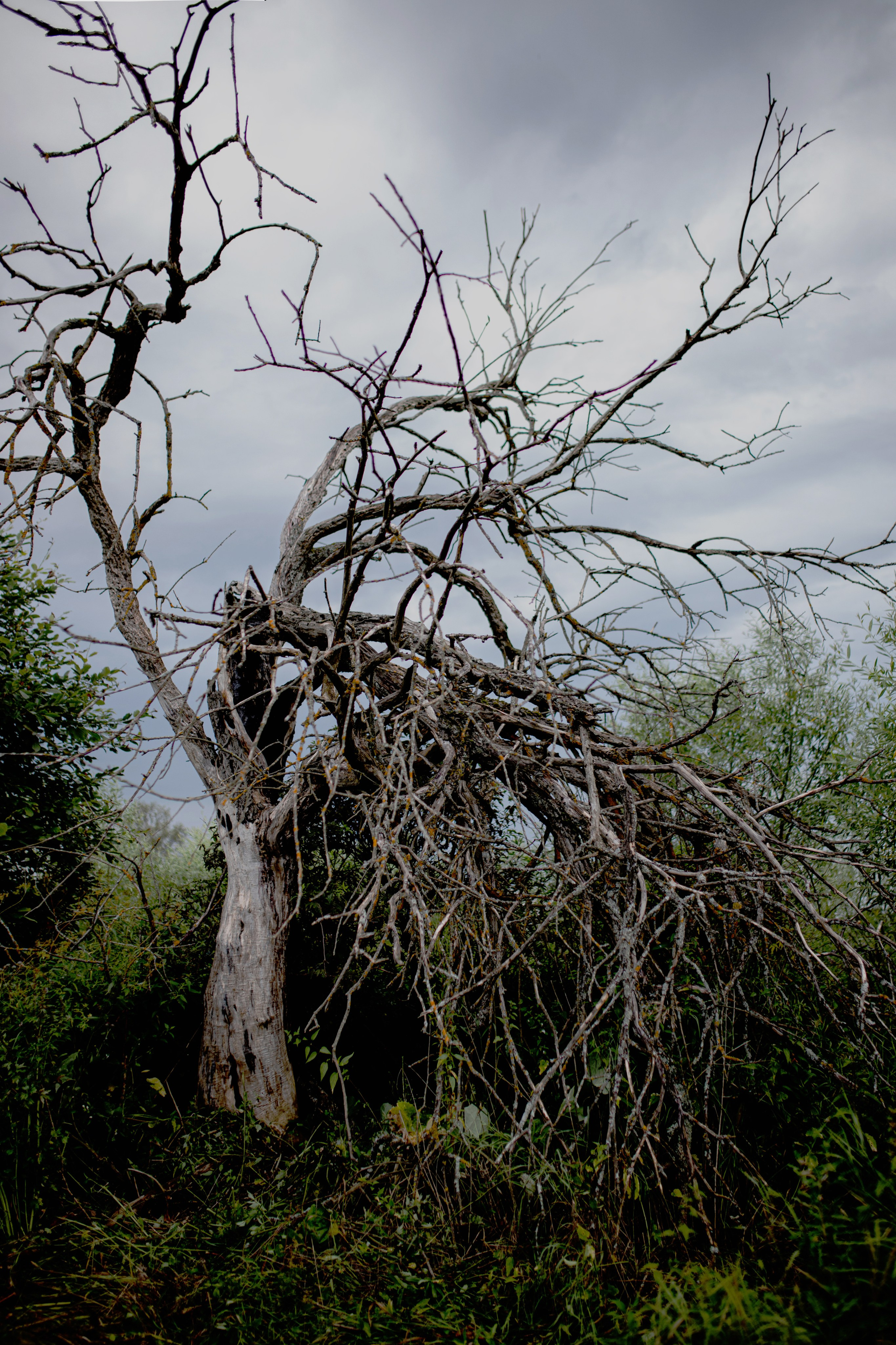 Дерево после грозы. Портретный фотограф Александра Птица. Снимаю истории о вас