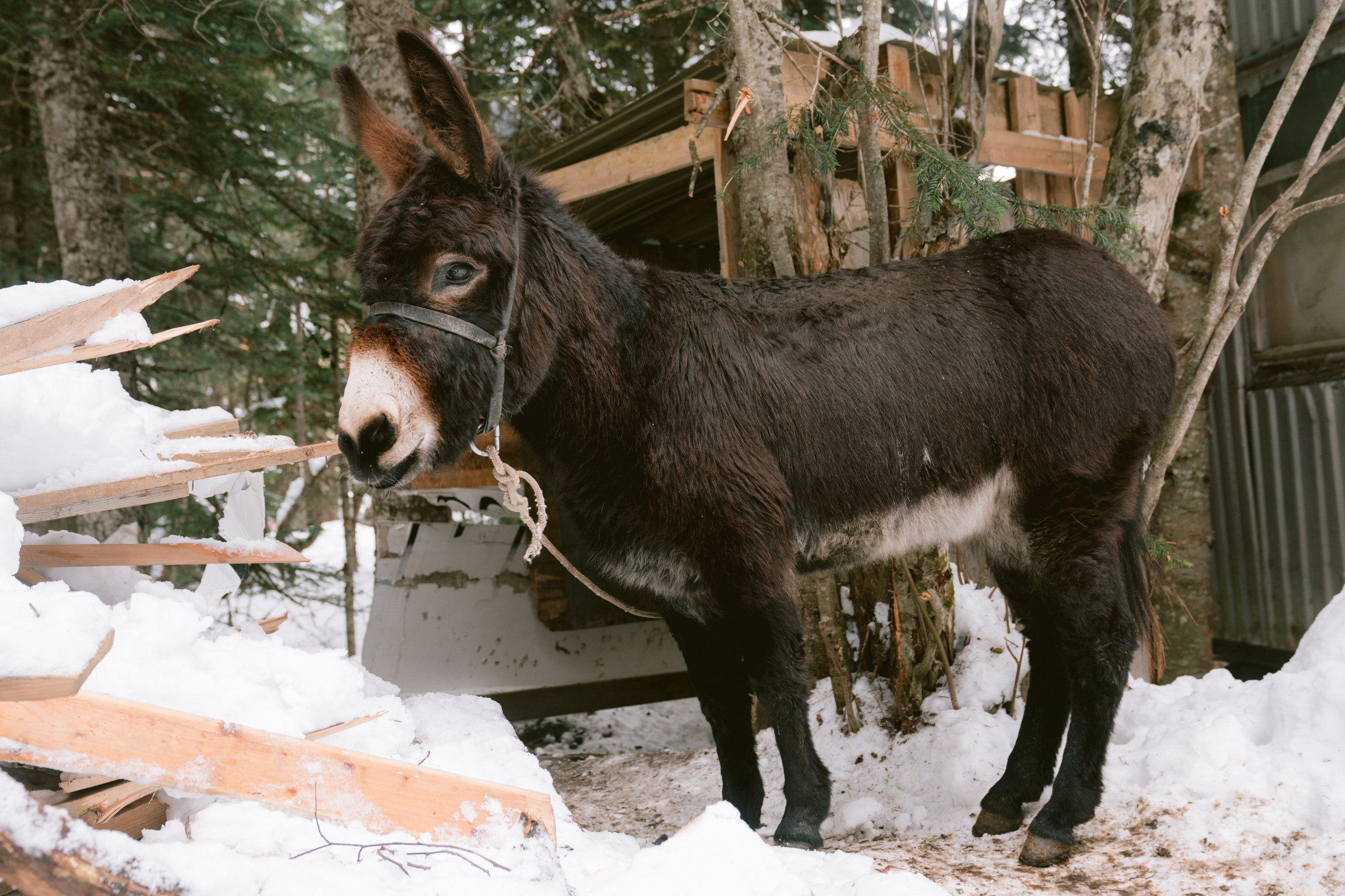 Фотосессия в горах. PhuQuoc photographer — Phu Quoc wedding photographer