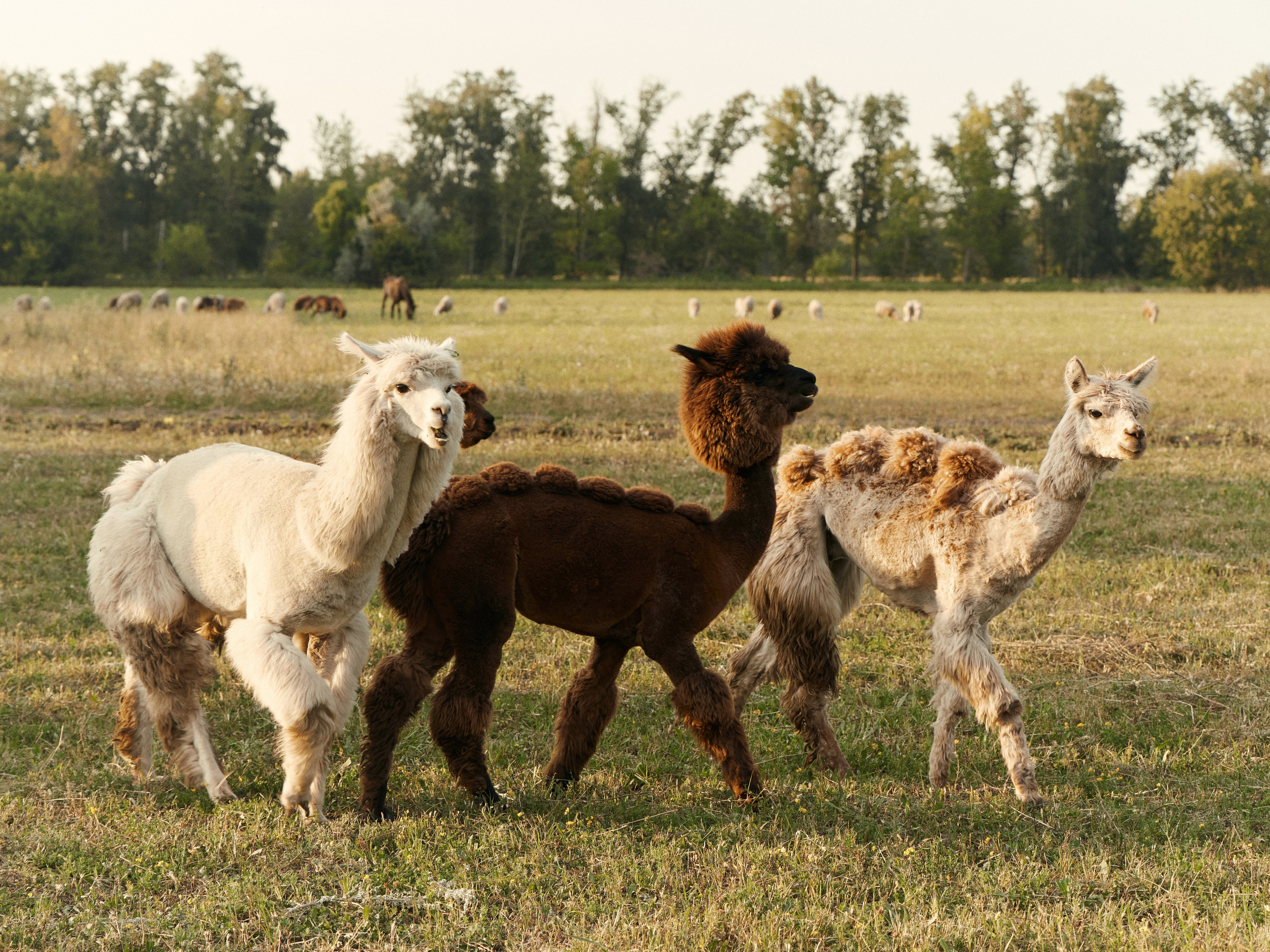 Together for the dream. Свадебный и индивидуальный фотограф в Тольятти Благонадеждина Варвара