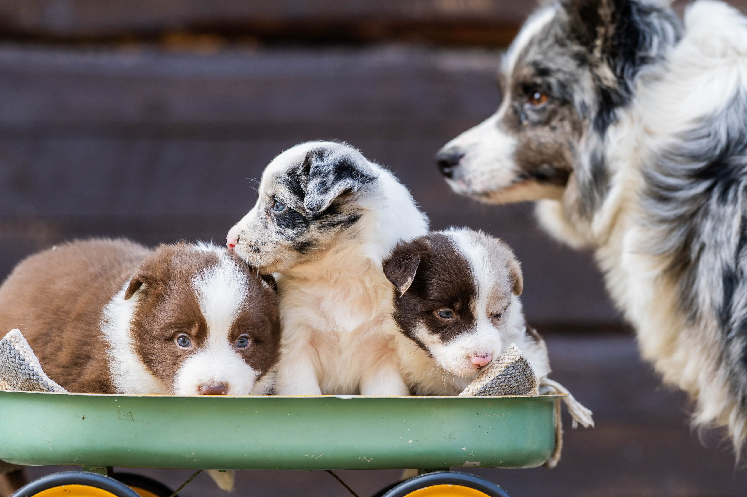Фритсвит. Семейный фотограф Ефремова Виктория