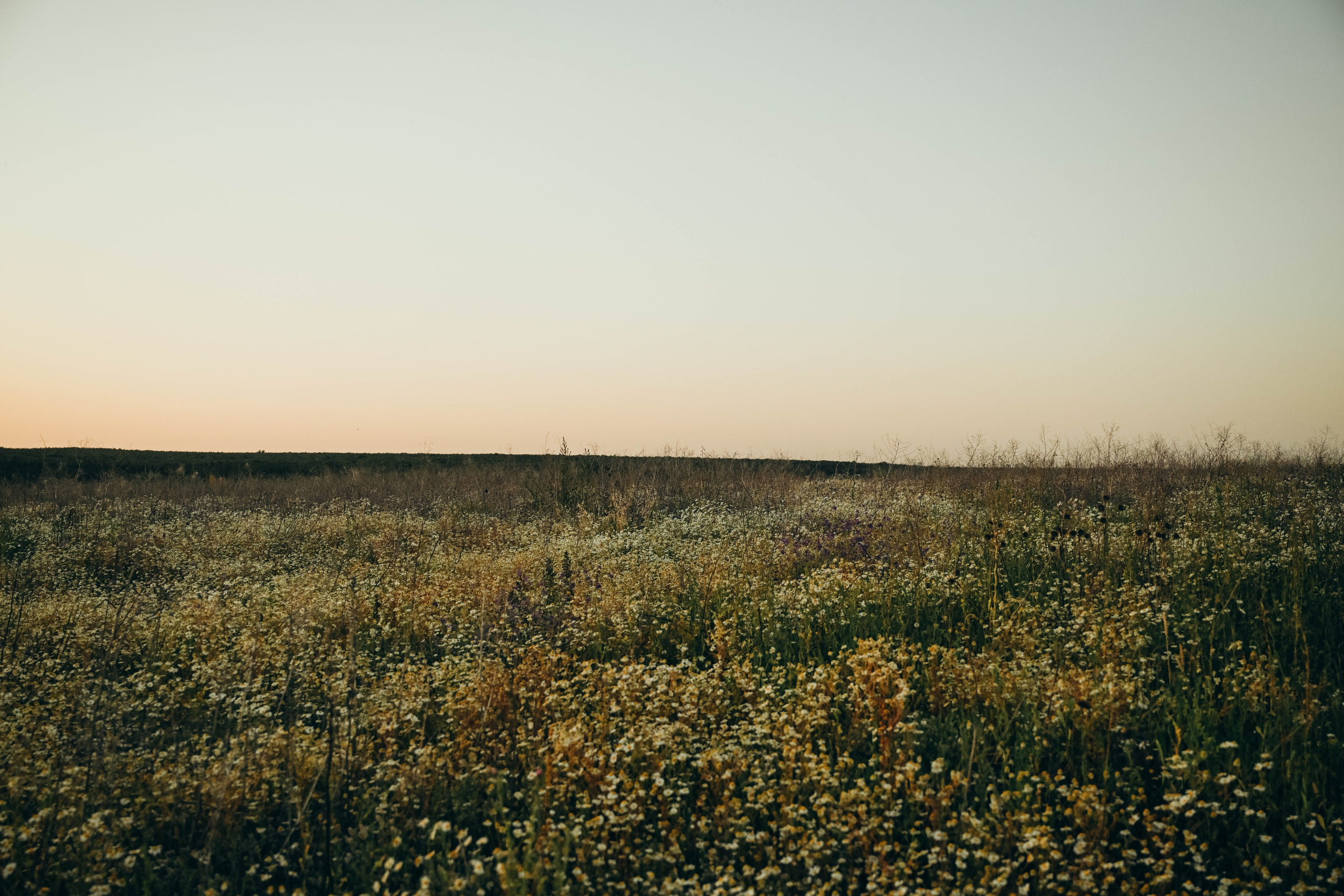 Ромашковое поле. Семейный фотограф в Москве Люберцах Ирина Вронская