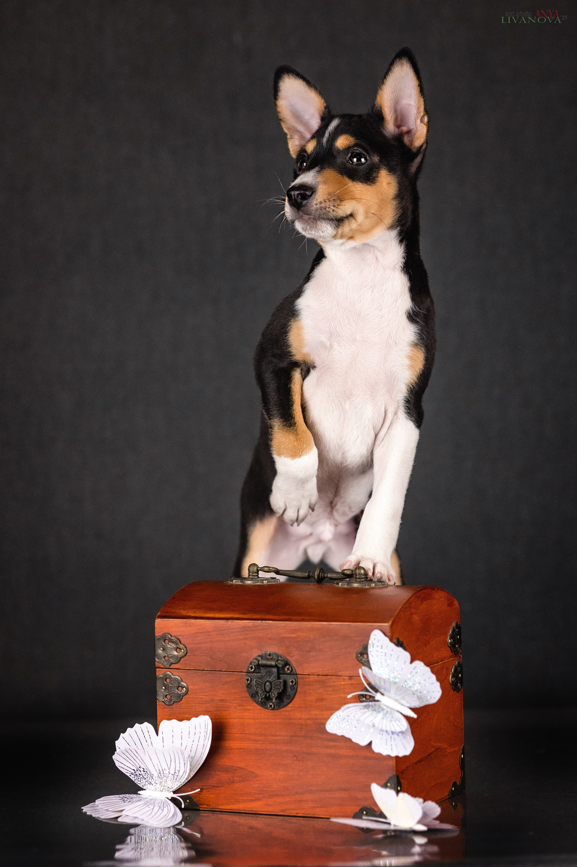 Басенджи. Фотограф анималист Аня Ливанова | Рыбинск