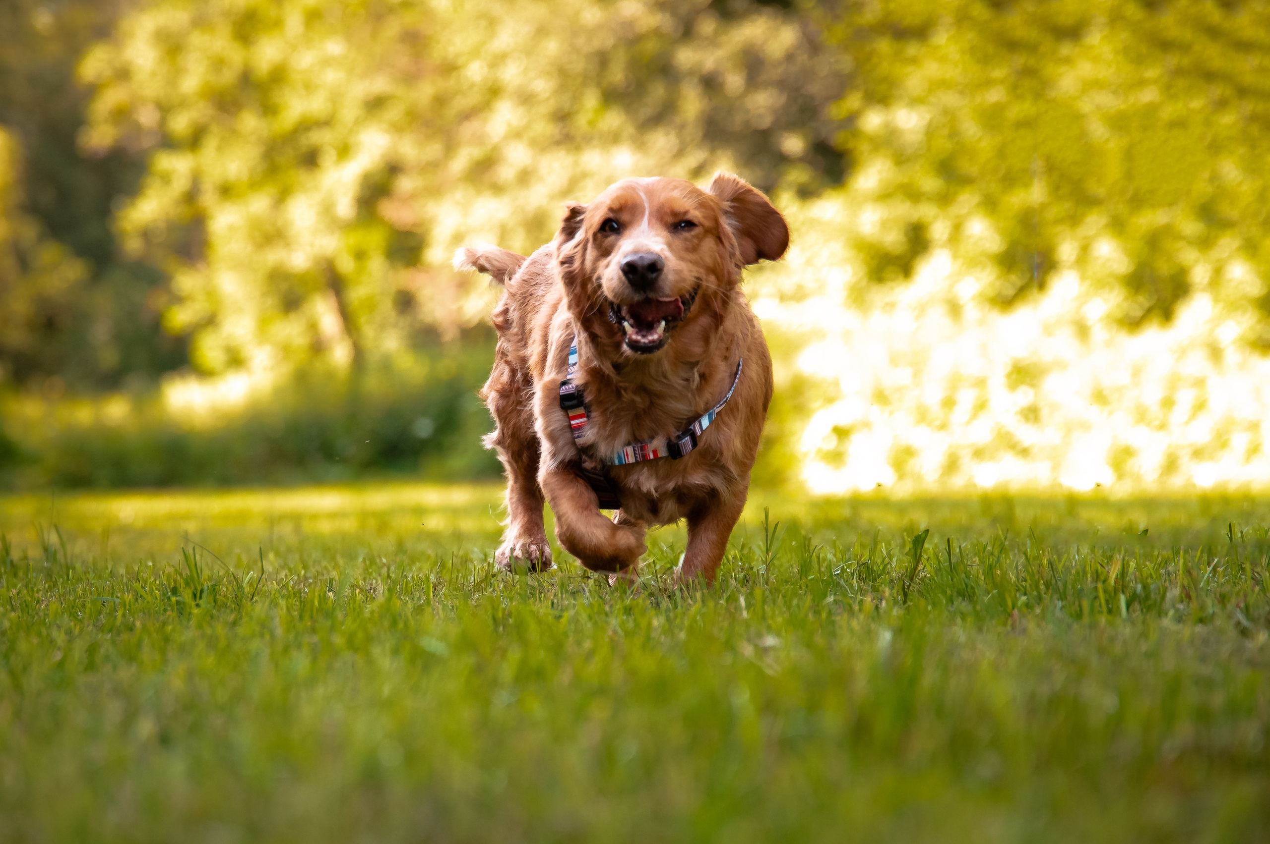 Фотограф-анималист в Санкт-Петербурге Анастасия Иванова
