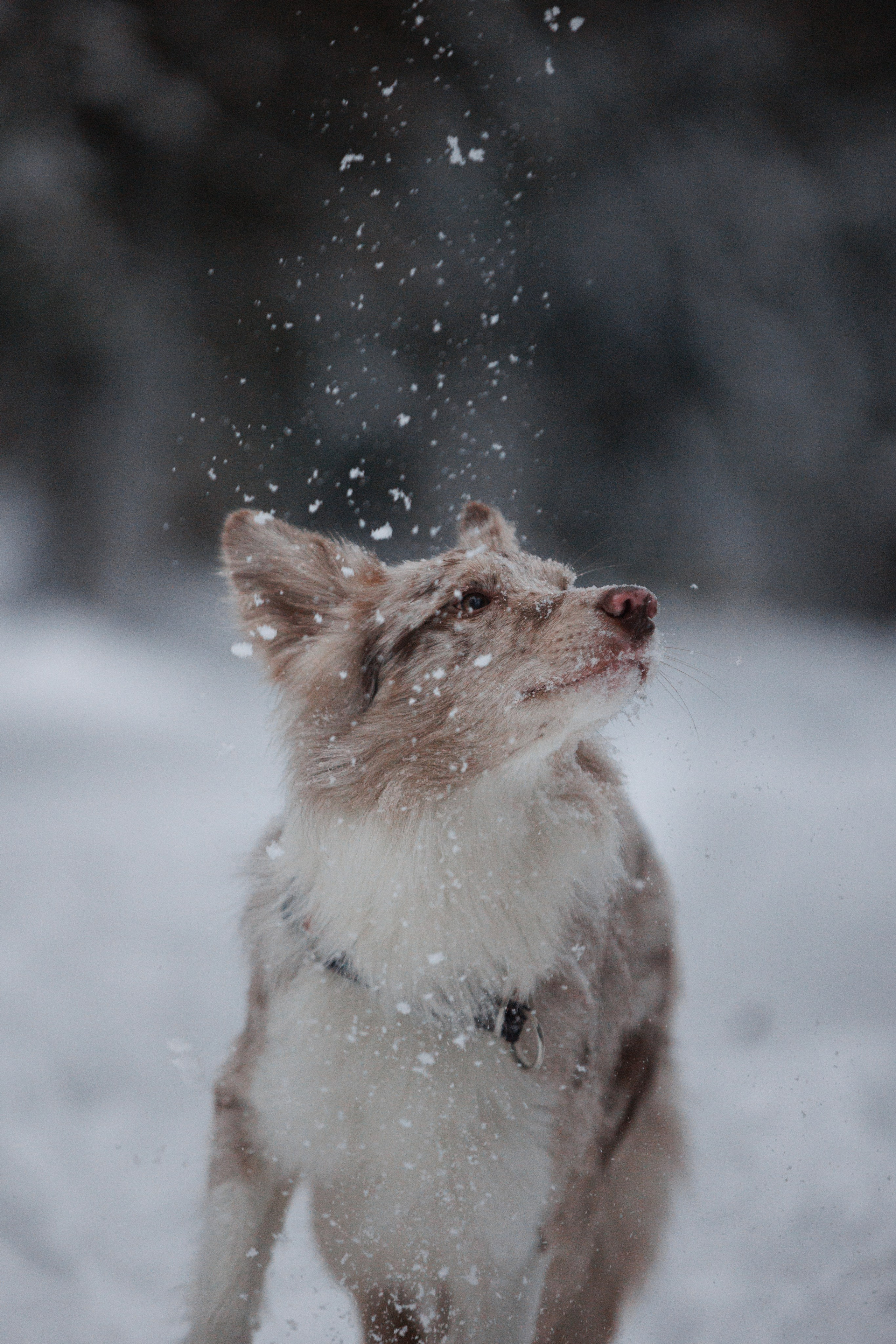 Даша и компания. Фотограф анималист Кристина Карпова, Москва