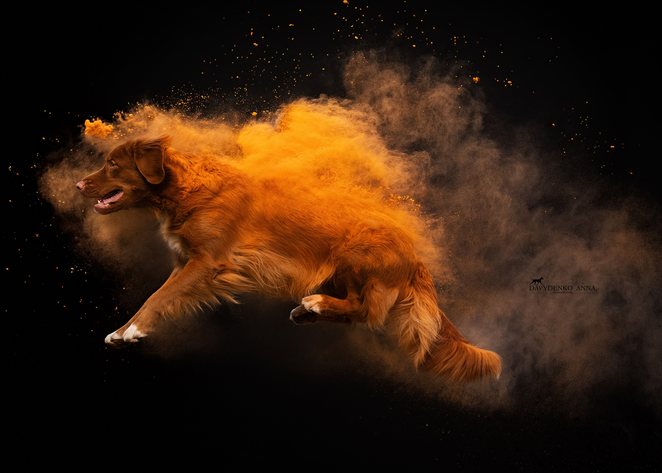 фотосессия собак краснодар выставка собак фотограф анималист сочи Толлер краски холли