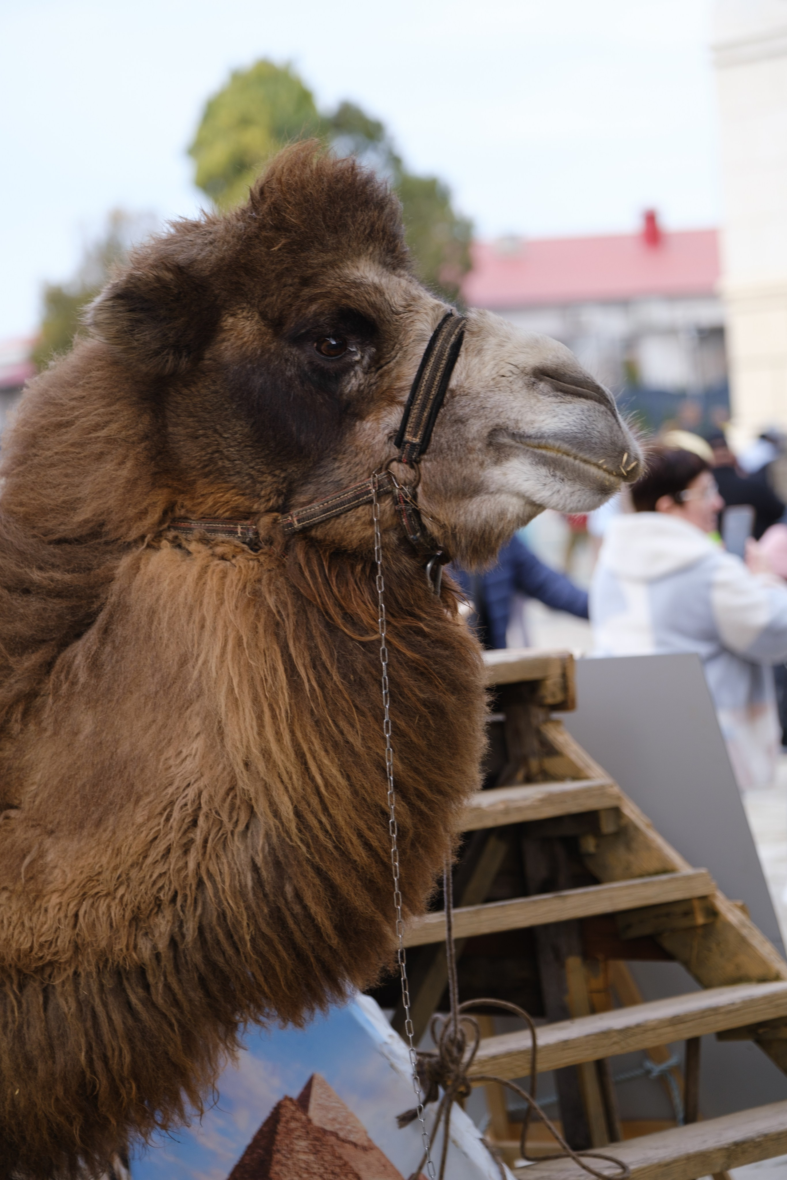Новогодний репортаж из парка «Новый Херсонес» | Фотограф Илья Желдак. Профессиональная фотосъемка в Крыму. Натуральные эмоции и живые кадры. Забронируйте дату прямо сейчас!