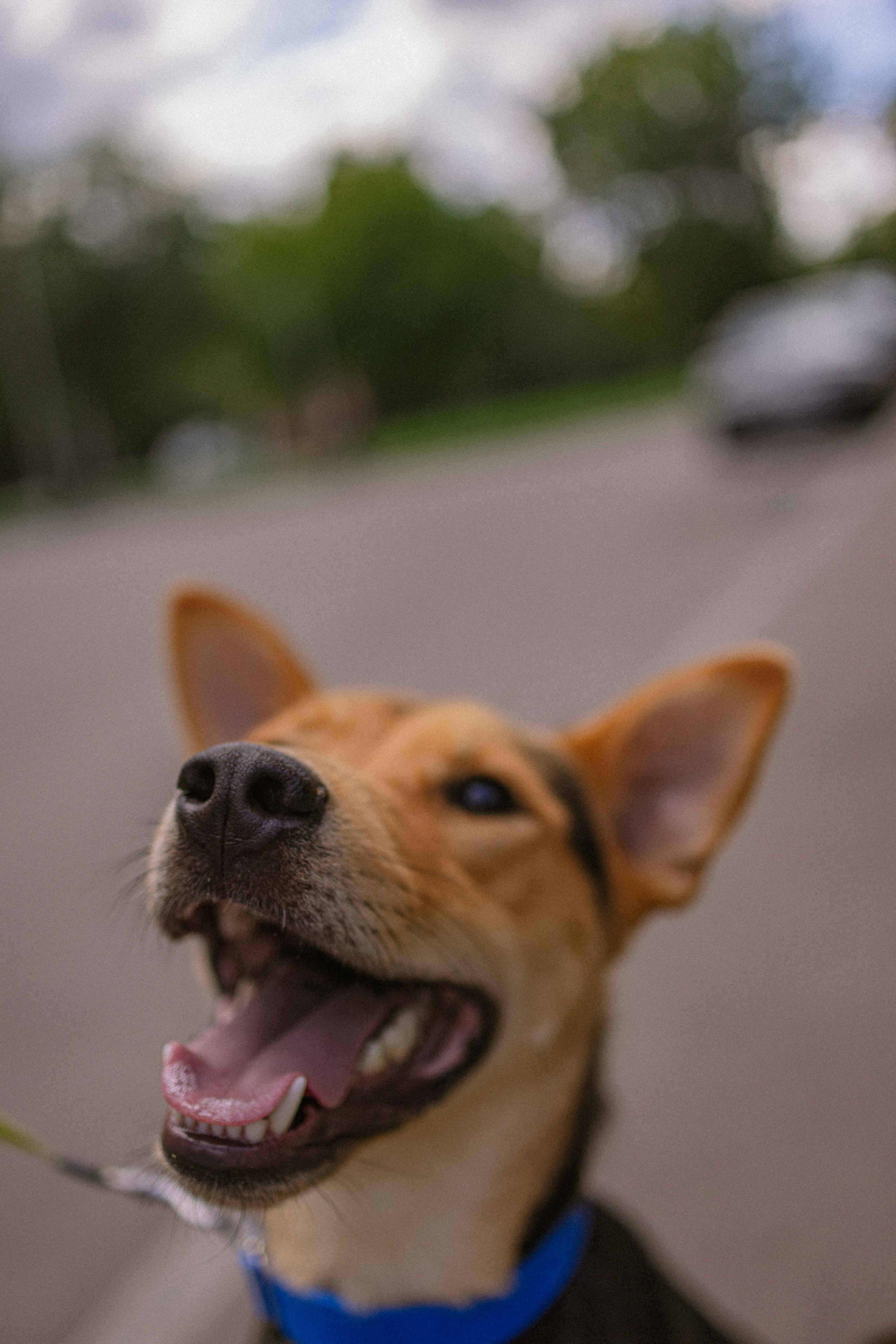 Джеки. Фотограф-анималист в Москве Лера Черноног