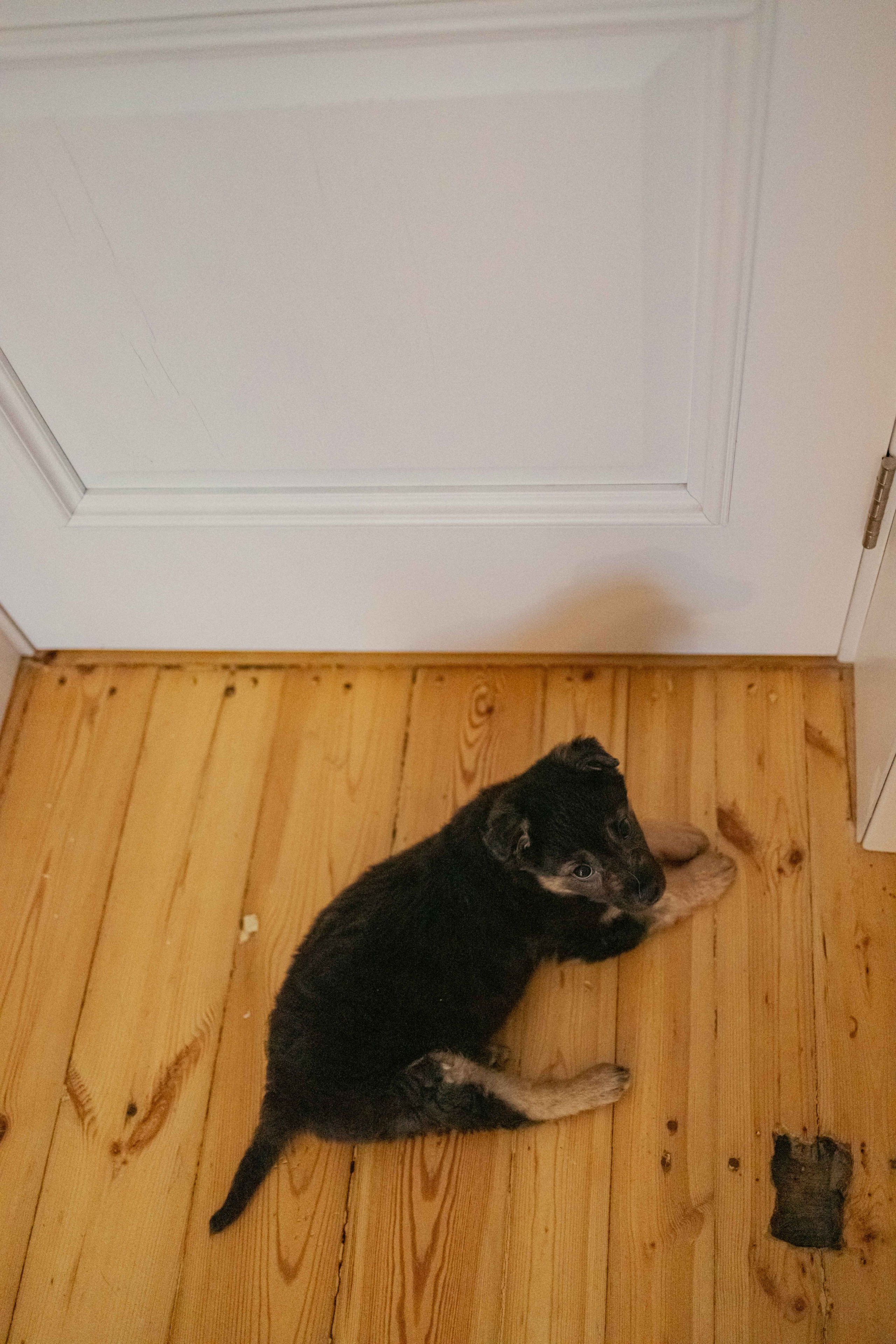 Пеппа. Фотограф-анималист в Москве Лера Черноног