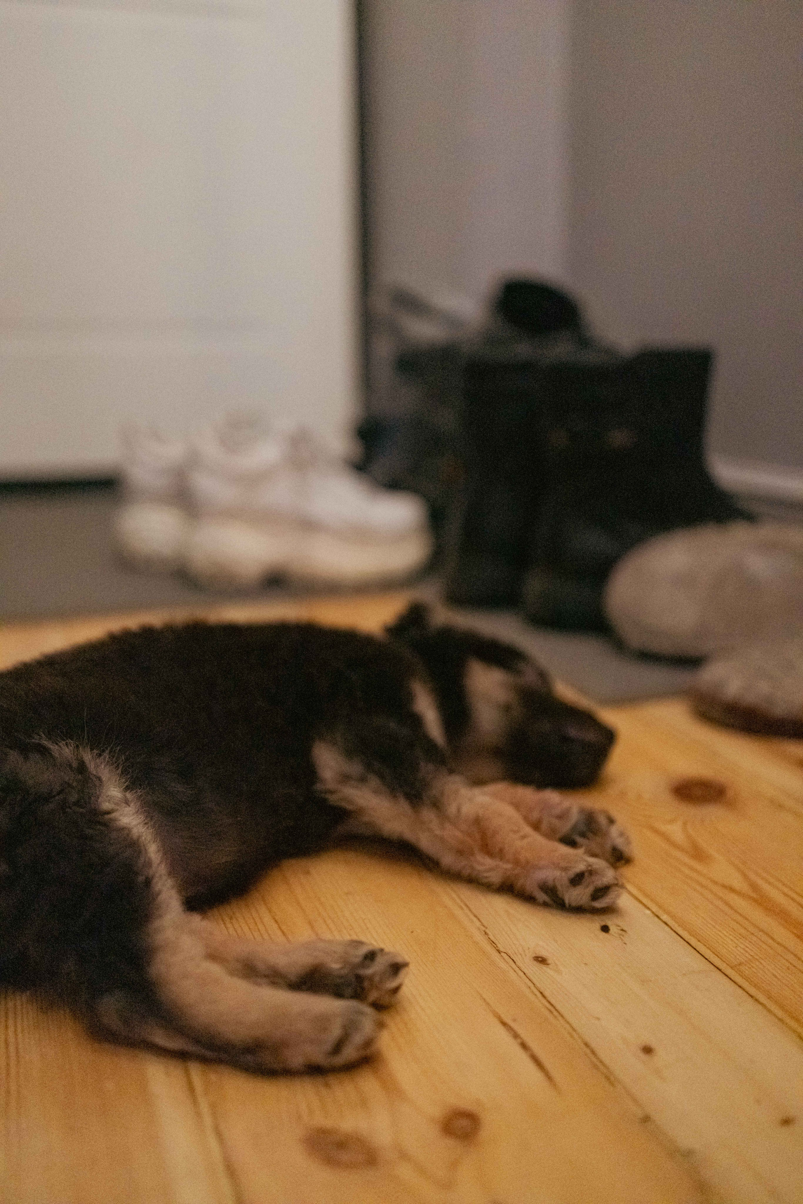 Пеппа. Фотограф-анималист в Москве Лера Черноног