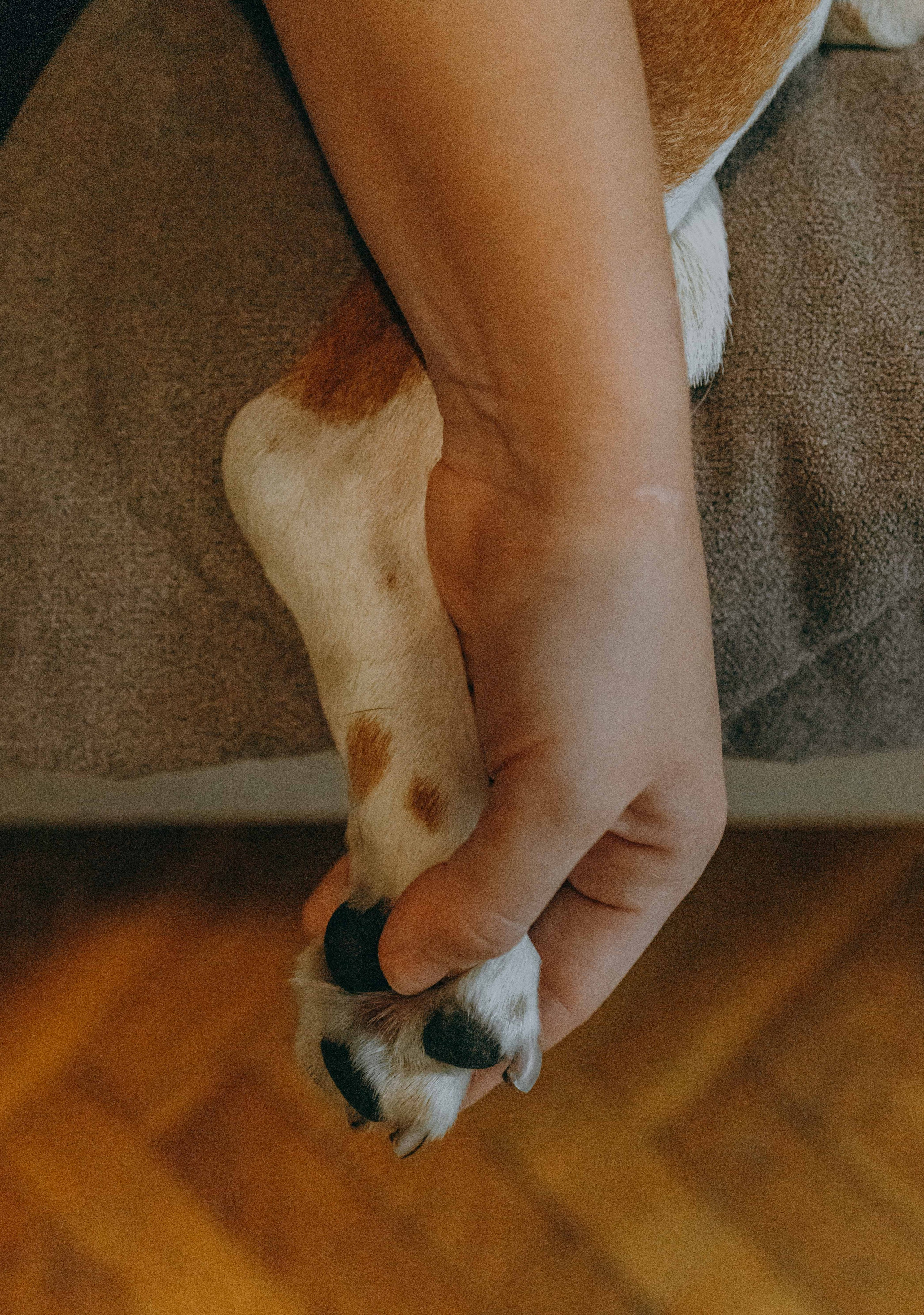 Света и Ива. Фотограф-анималист в Москве Лера Черноног