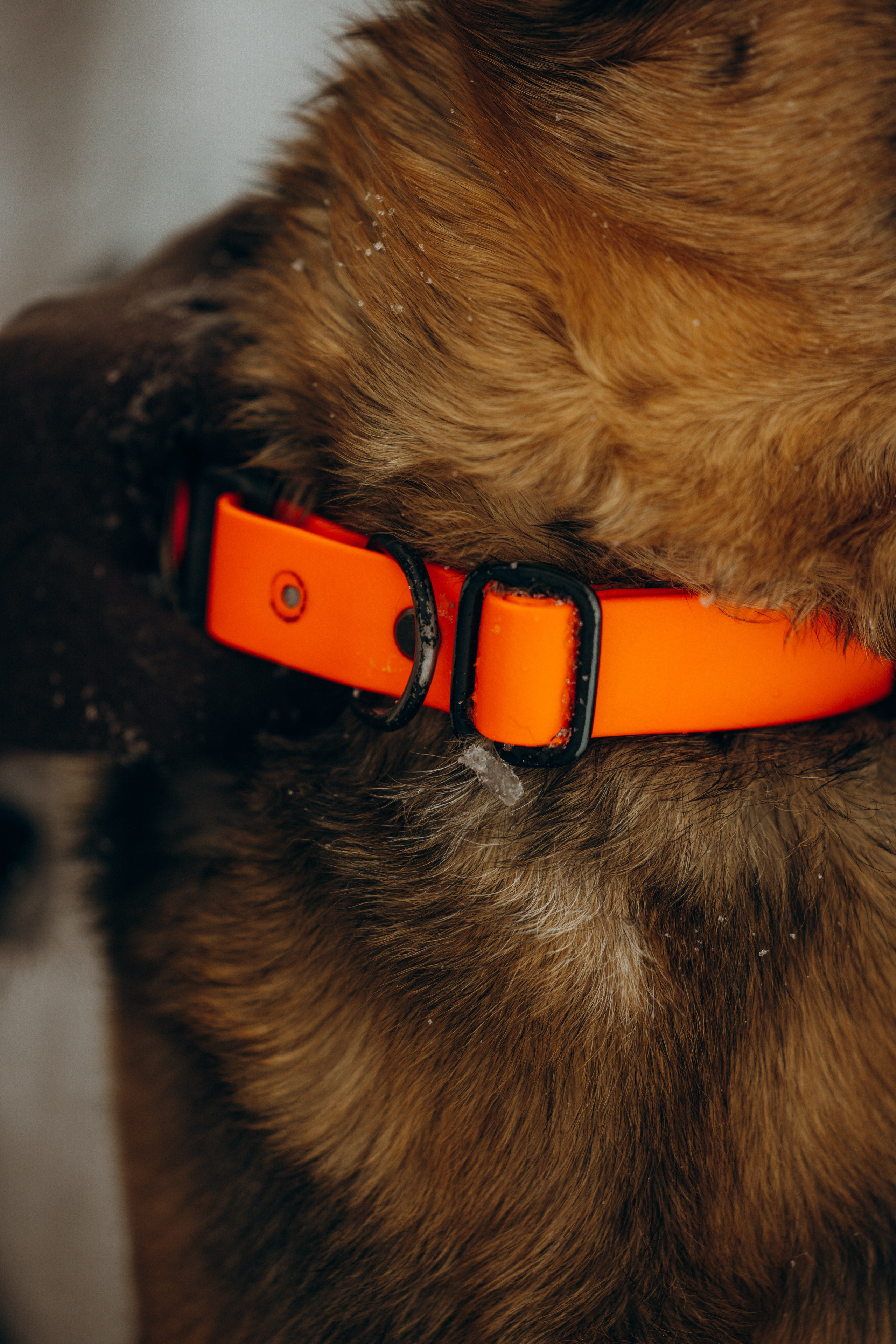 Ника, Матиша и Герда. Фотограф-анималист в Москве Лера Черноног