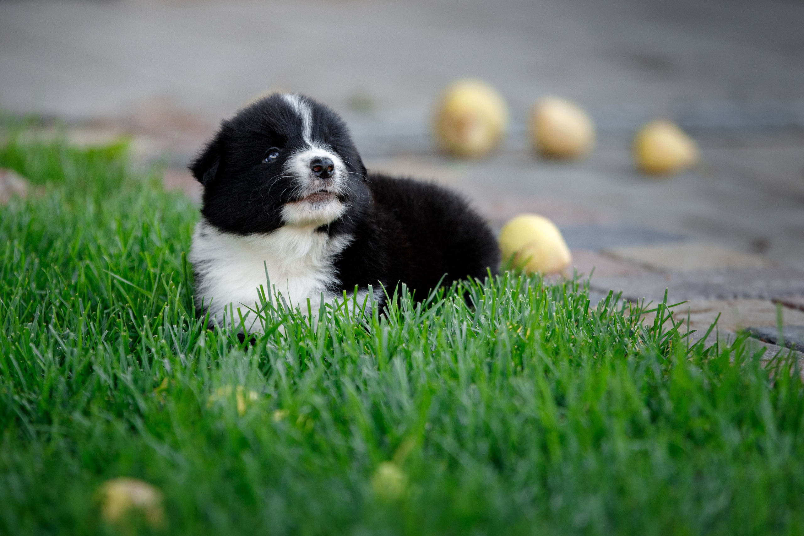 Смешарики. О нас