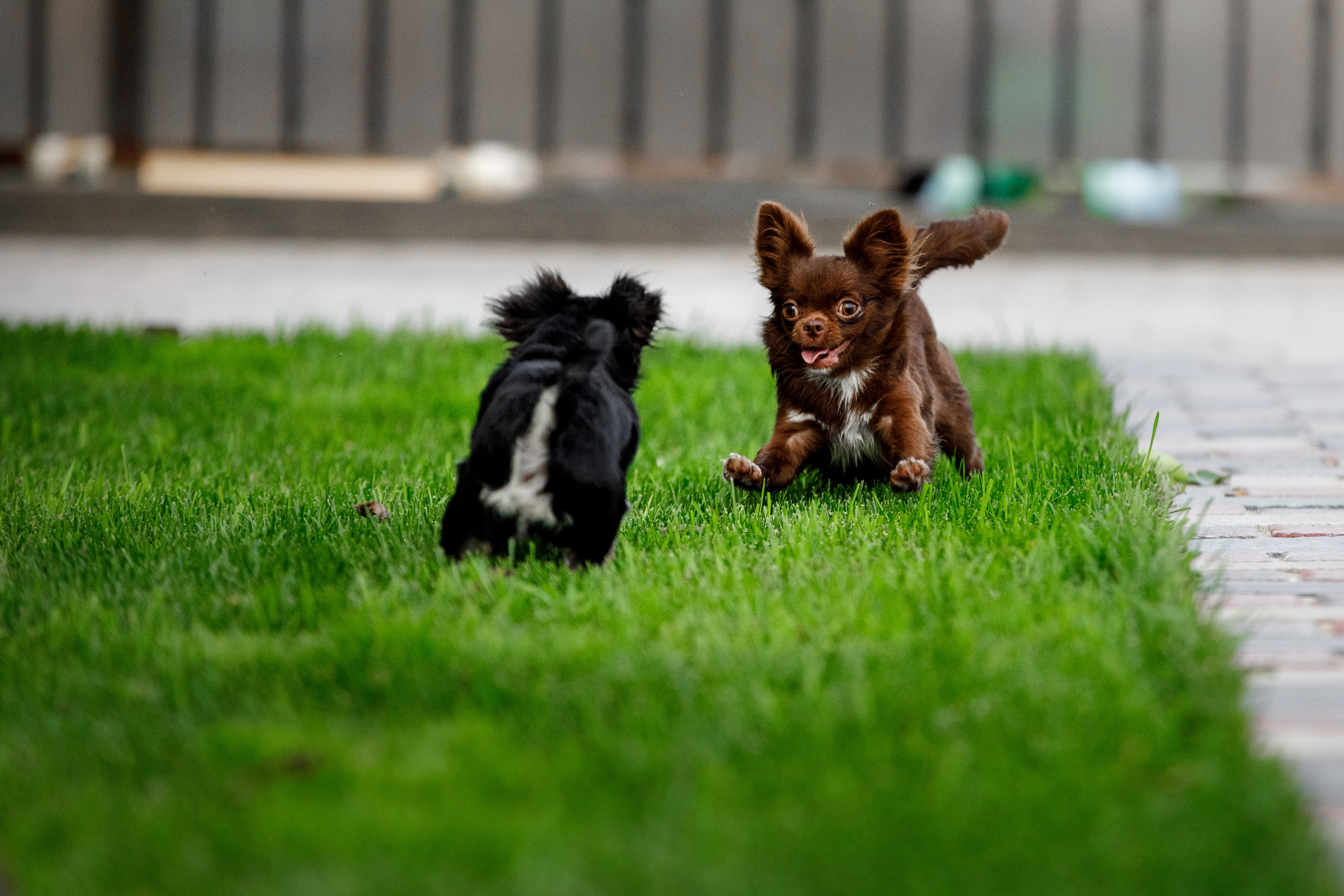 Болтовня в саду. О нас