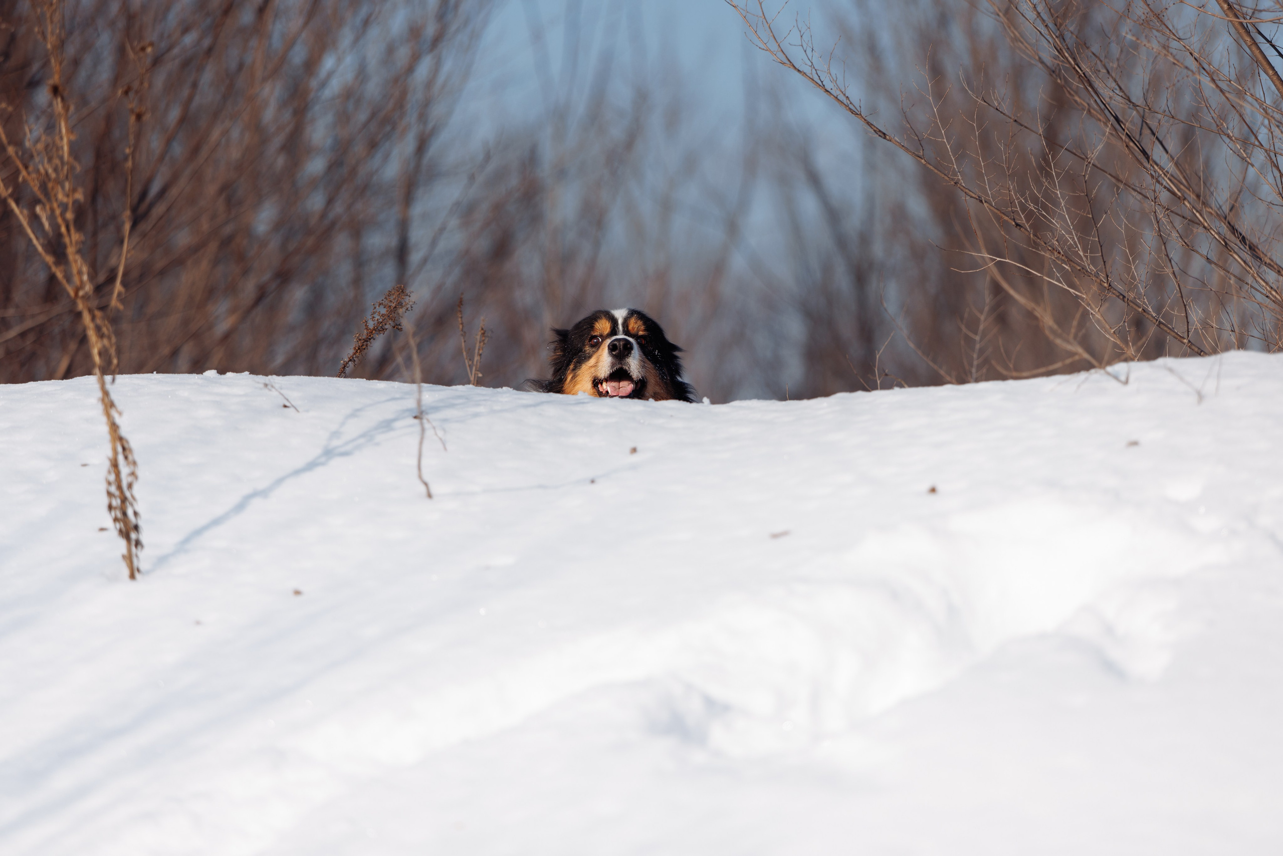 Яркий январь. О нас