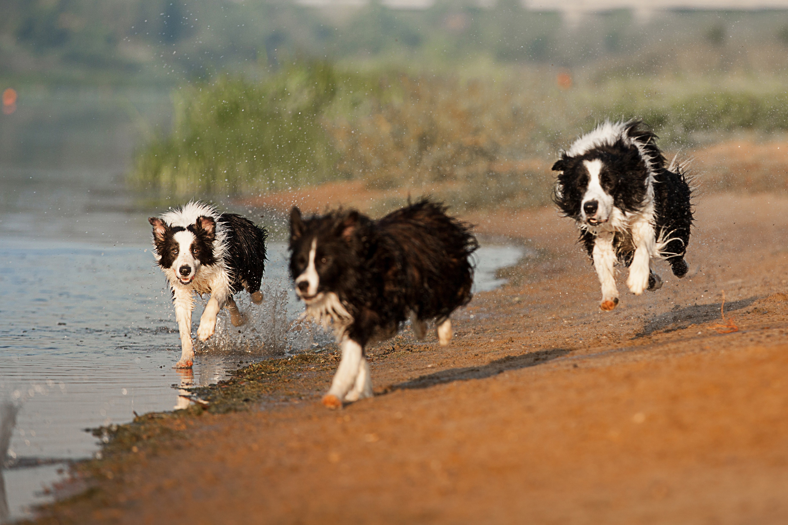 Сочный рассвет, на который решились. О нас