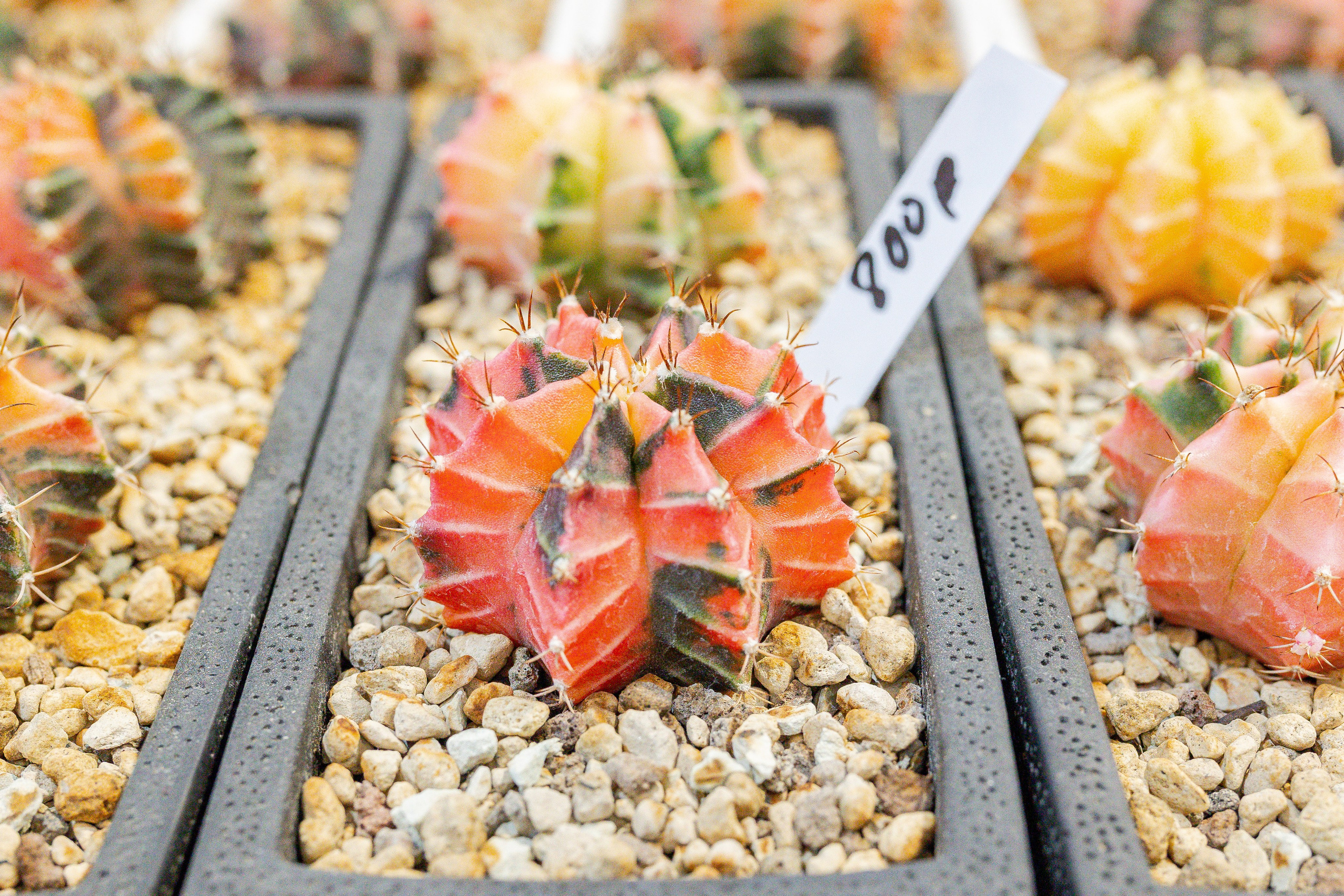 Кактус Фест. Александра Куликова фотограф, Москва