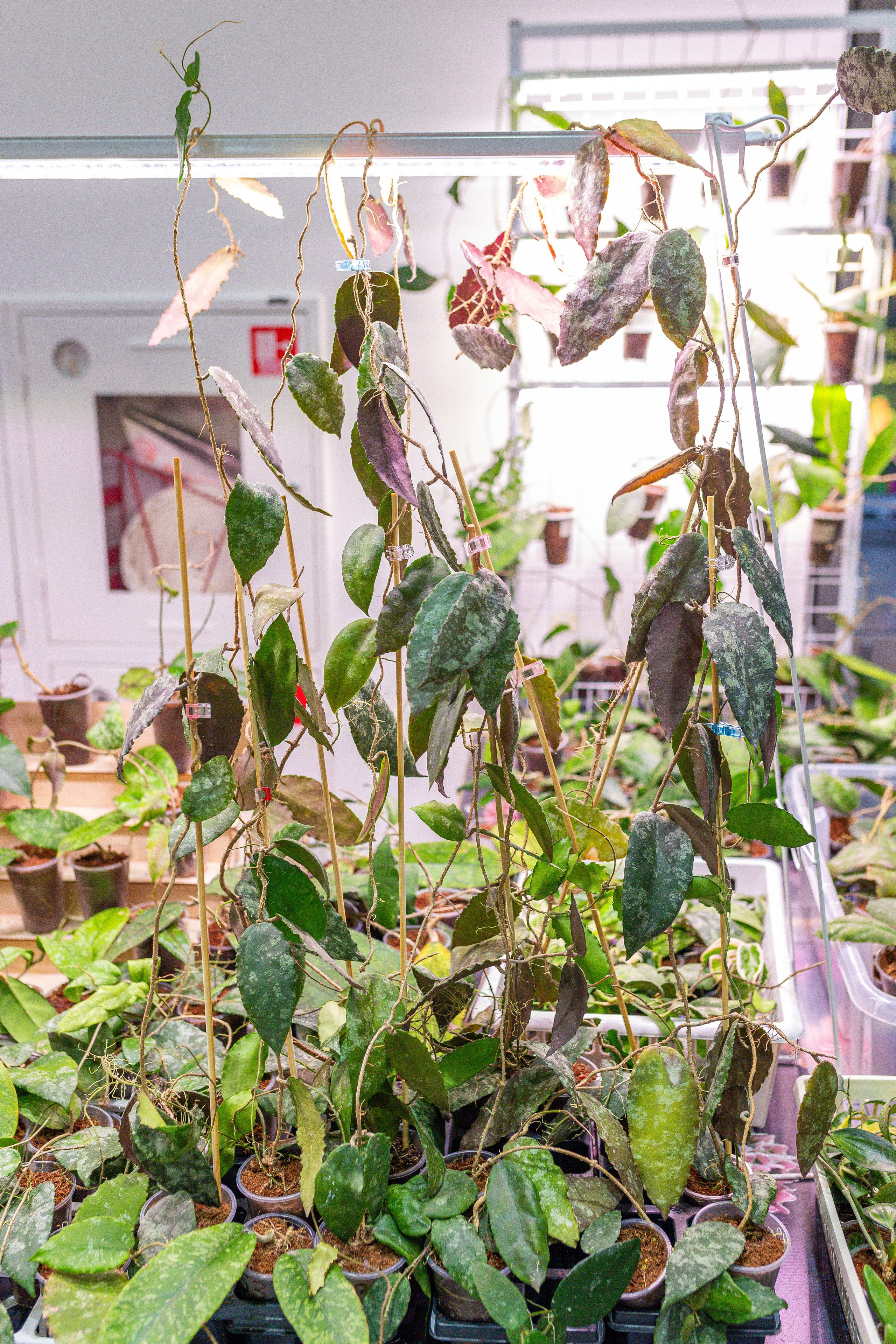 Орхидиум 12.2025. Александра Куликова фотограф, Москва