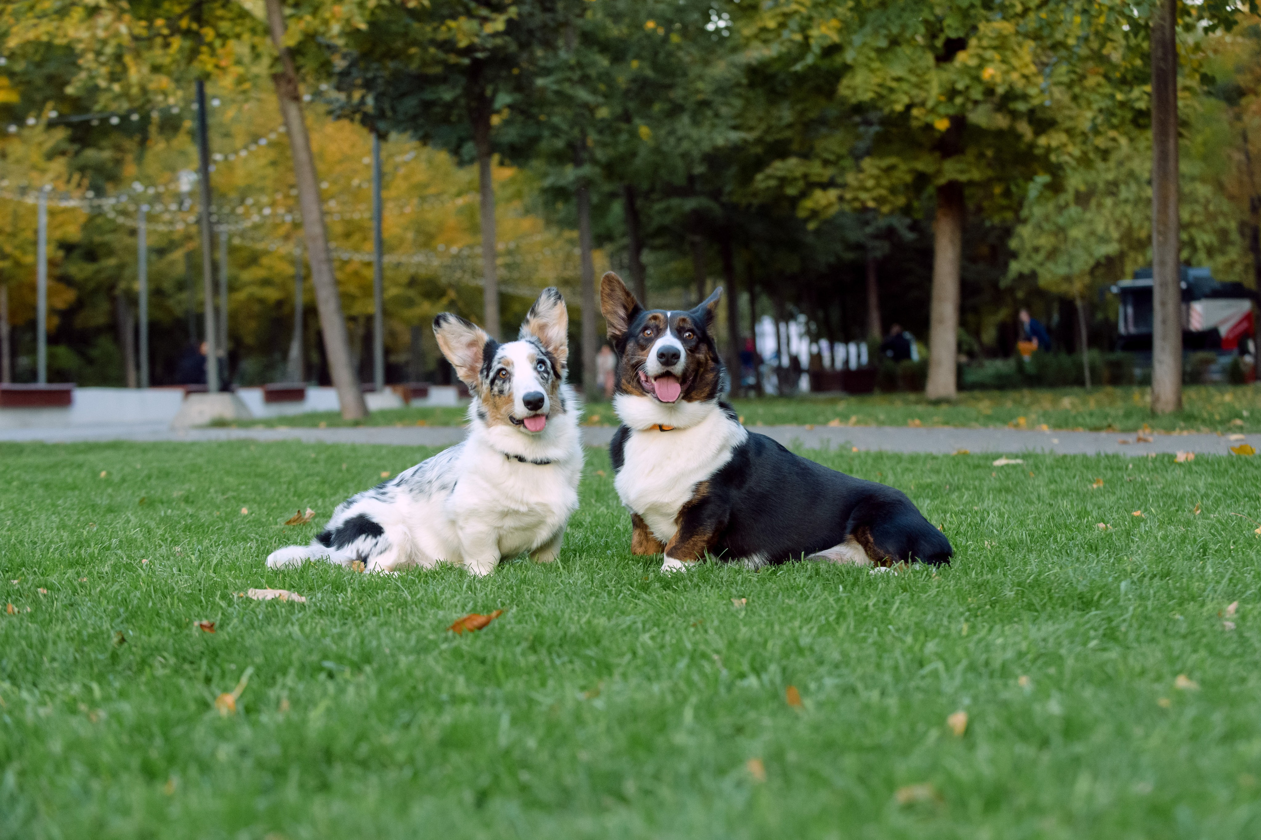Оля и Ваня с собаками. Фотограф в Ростове-на-Дону Маркер Елена