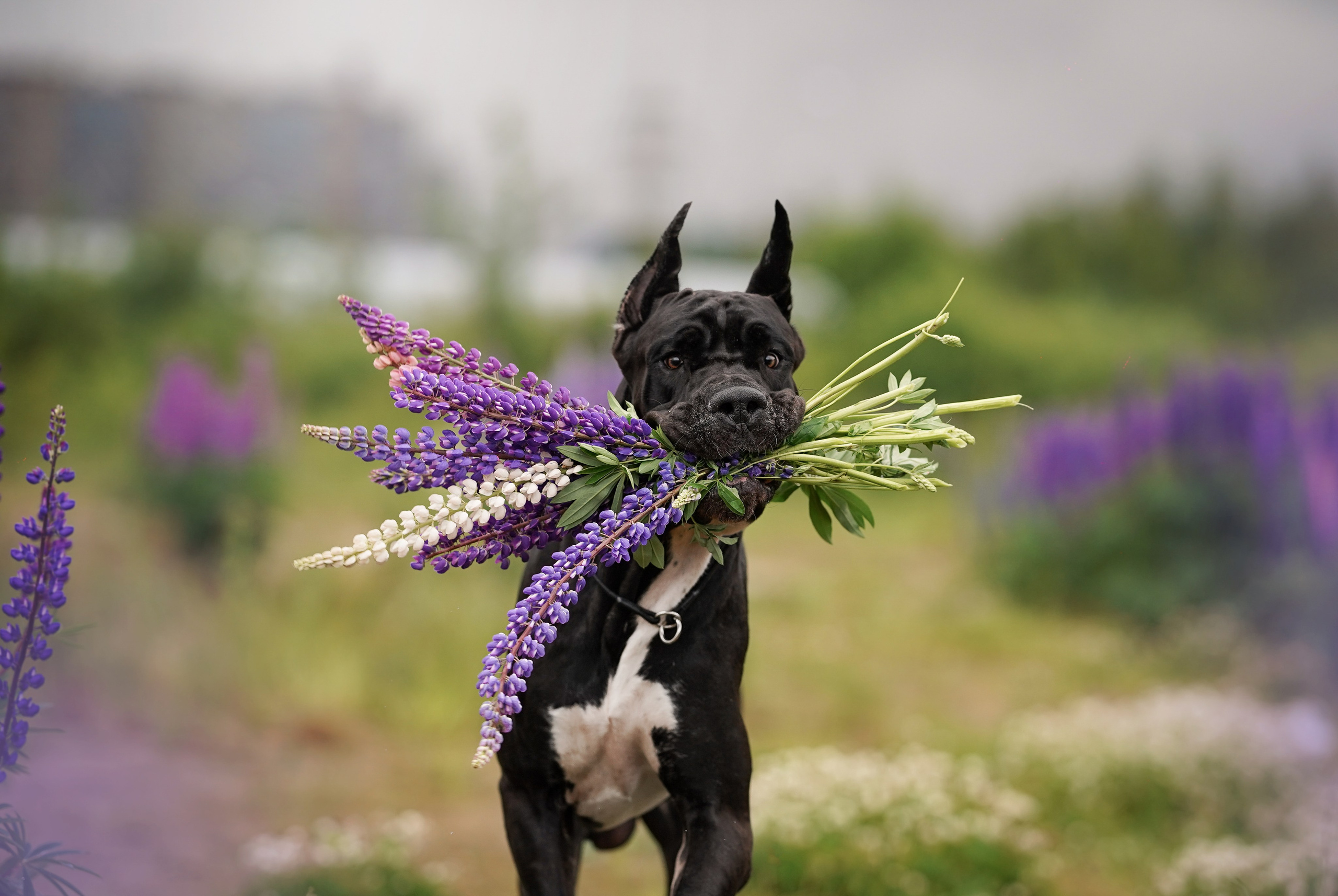Вика и Трофей люпины. Фотограф-анималист в Санкт-Петербурге Яна Мартынова