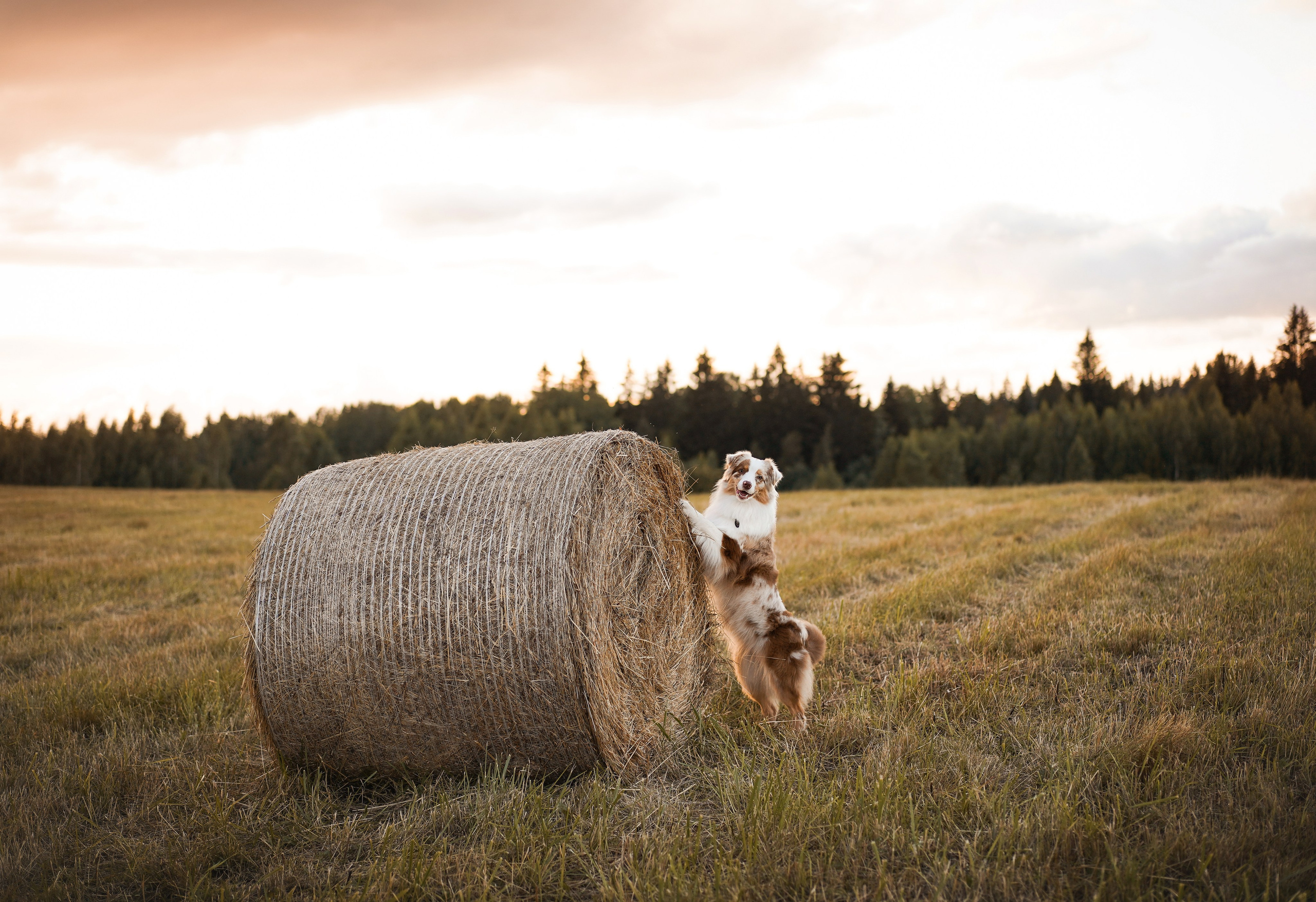 Панда и стога. Фотограф-анималист в Санкт-Петербурге Яна Мартынова