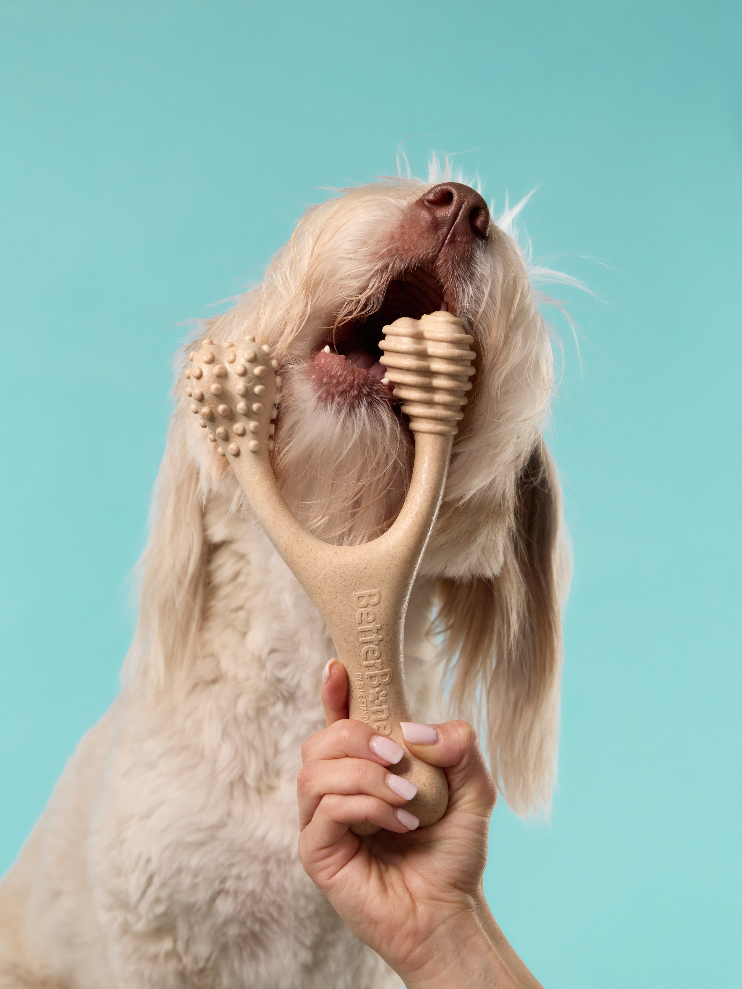 Commercial photography. Фотограф-анималист Аверьянова Анна — Художественная фотосъёмка собак