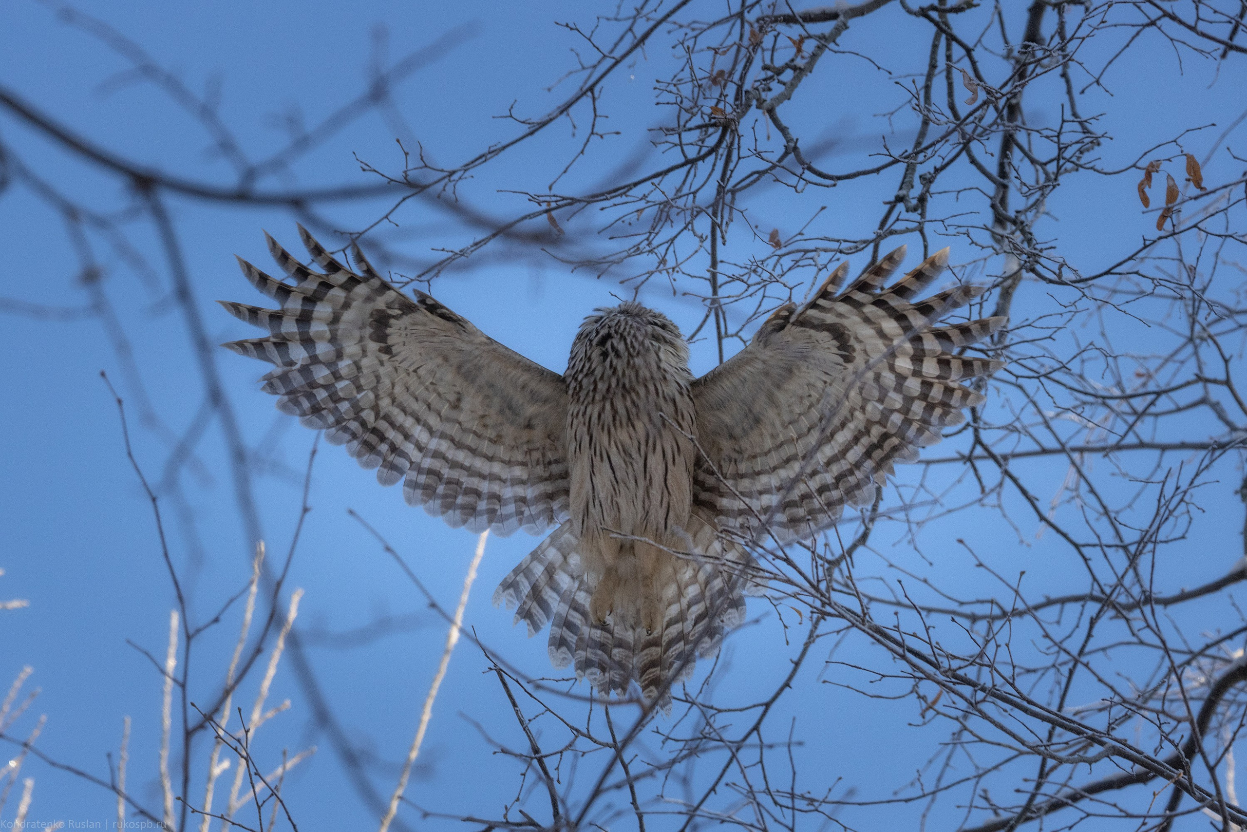 Длиннохвостая неясыть. Архитектурный и пейзажный фотограф Кондратенко Руслан, Санкт-Петербург
