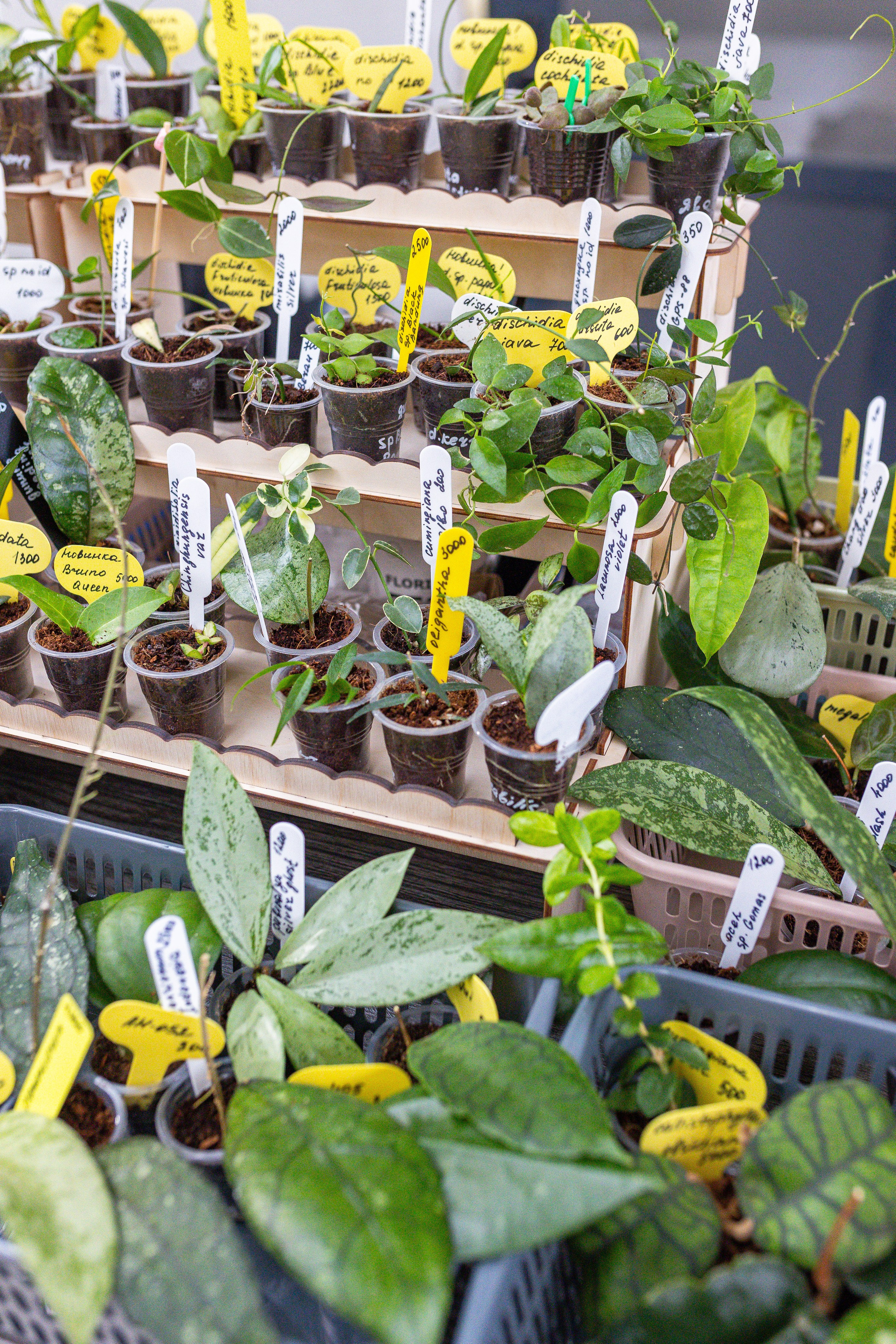 Ярмарка Green Rare 20.09.25. Александра Куликова фотограф, Москва