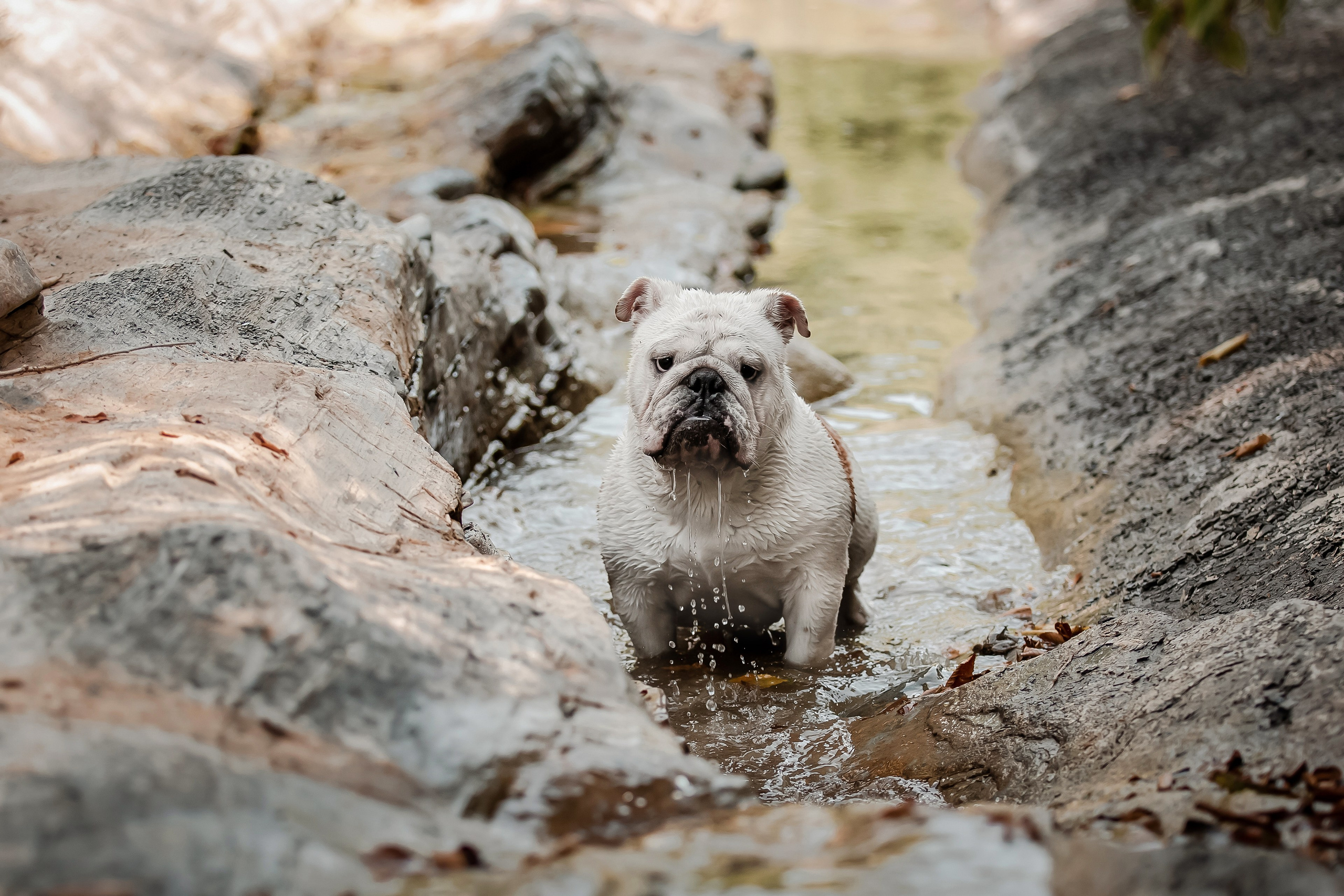 Фотосессия английского бульдога на речке. Фотограф-анималист в Краснодаре Маша Мельникова