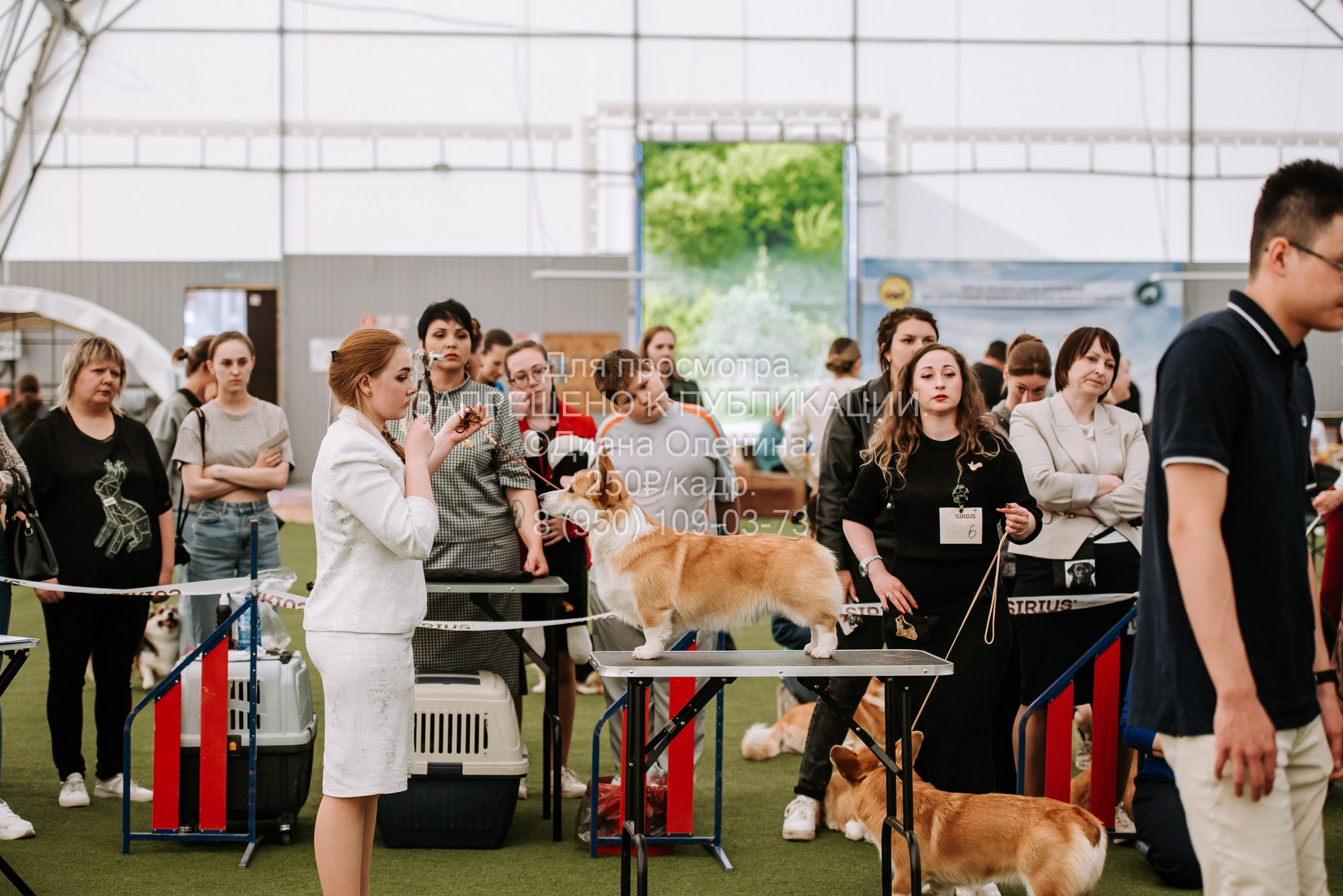 Выставка собак Красноярск 2.06. Фотограф Диана Оленина Красноярск / Братск