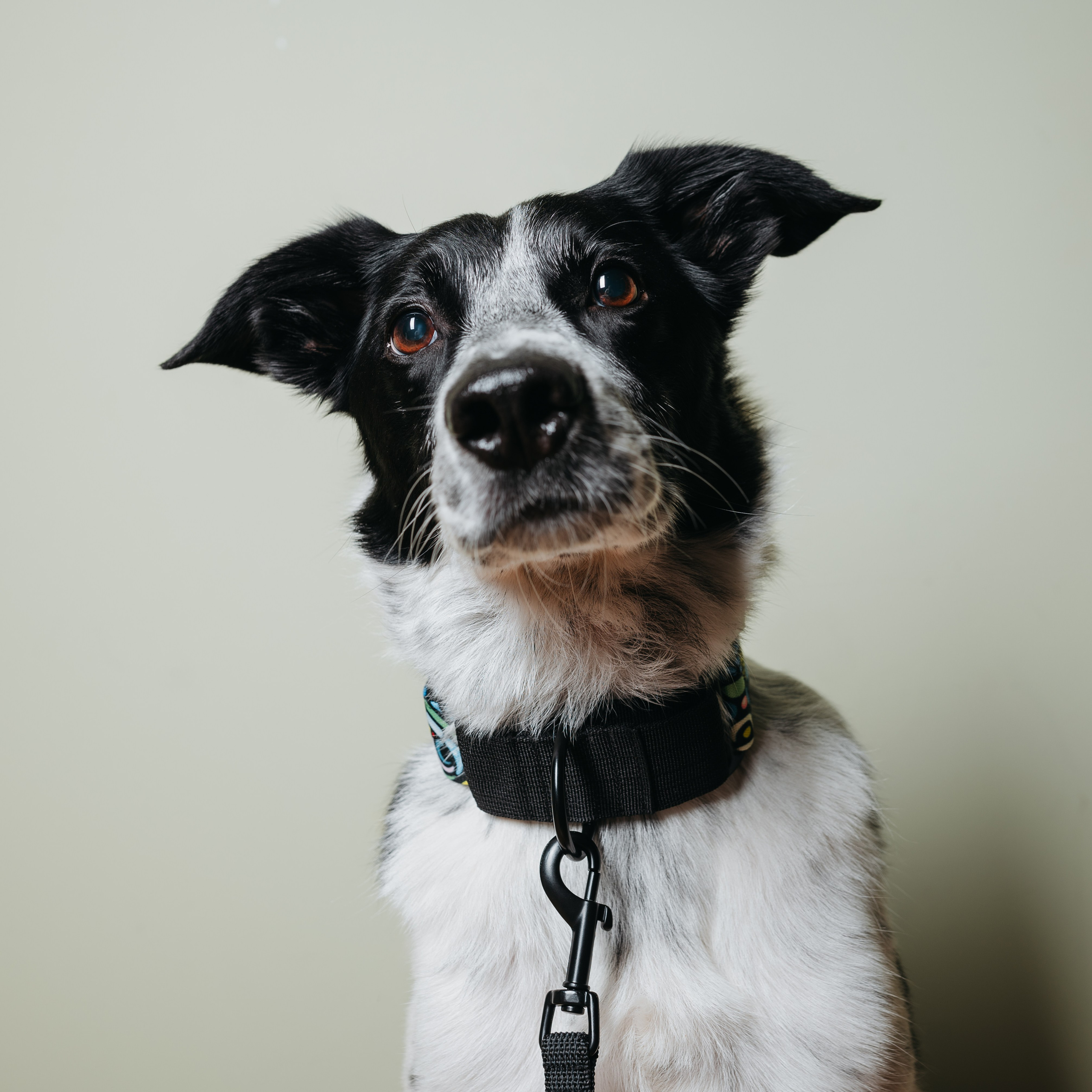 Cosmodog. Амуниция. Семейный фотограф анималист Ананьева Мария — Москва