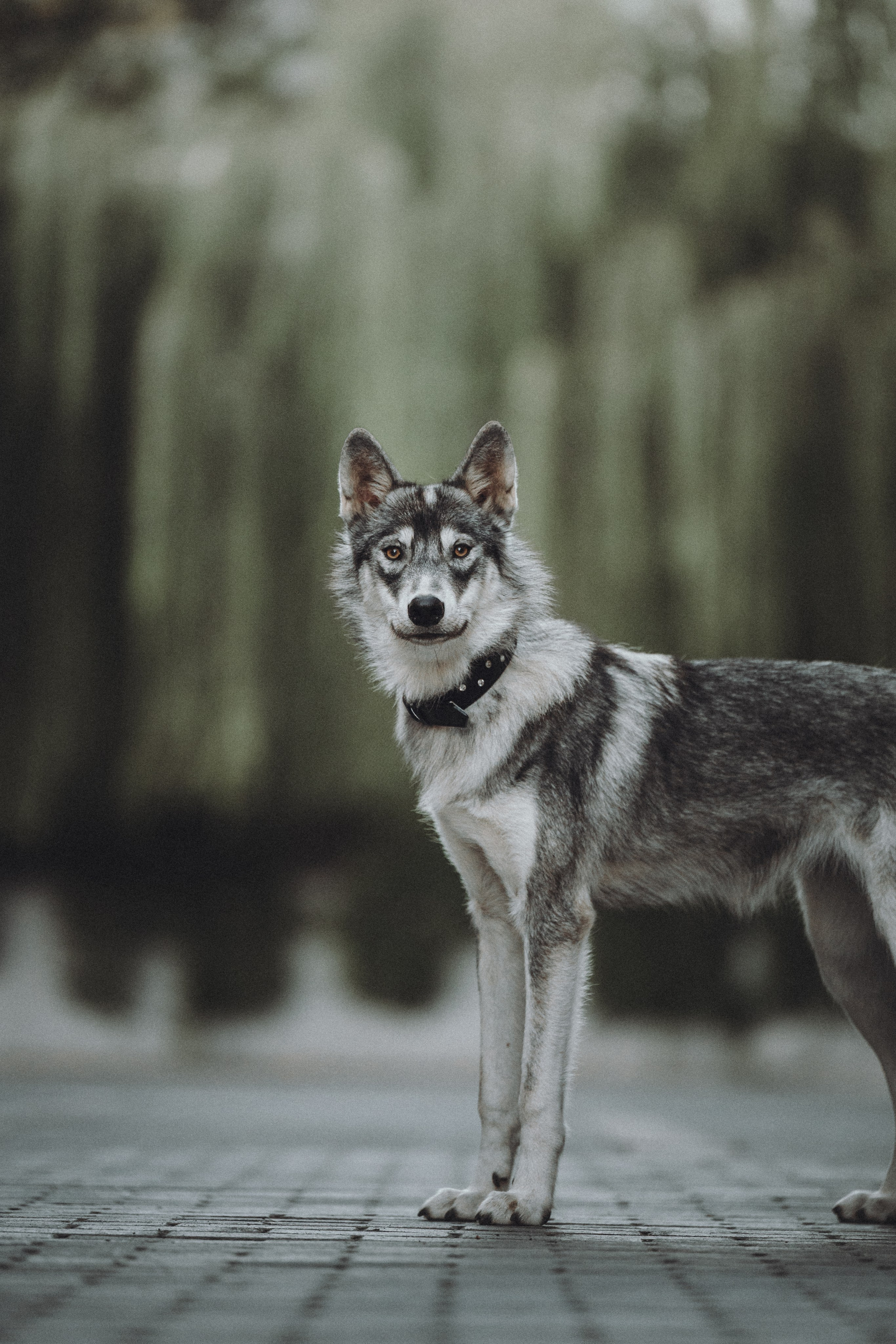 Вика и Кора. Семейный фотограф анималист Ананьева Мария — Москва