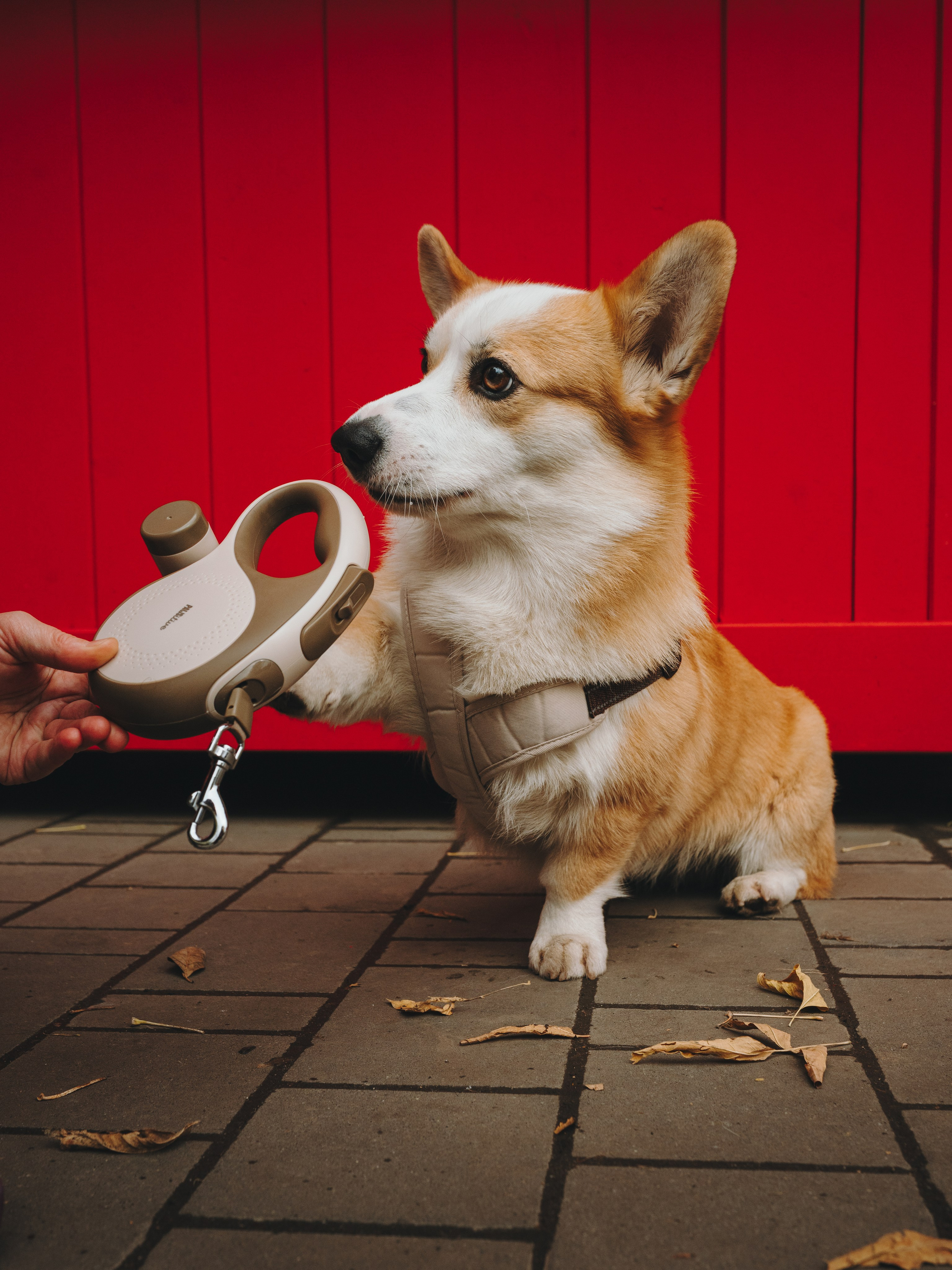 Pawsitive. Семейный фотограф анималист Ананьева Мария — Москва