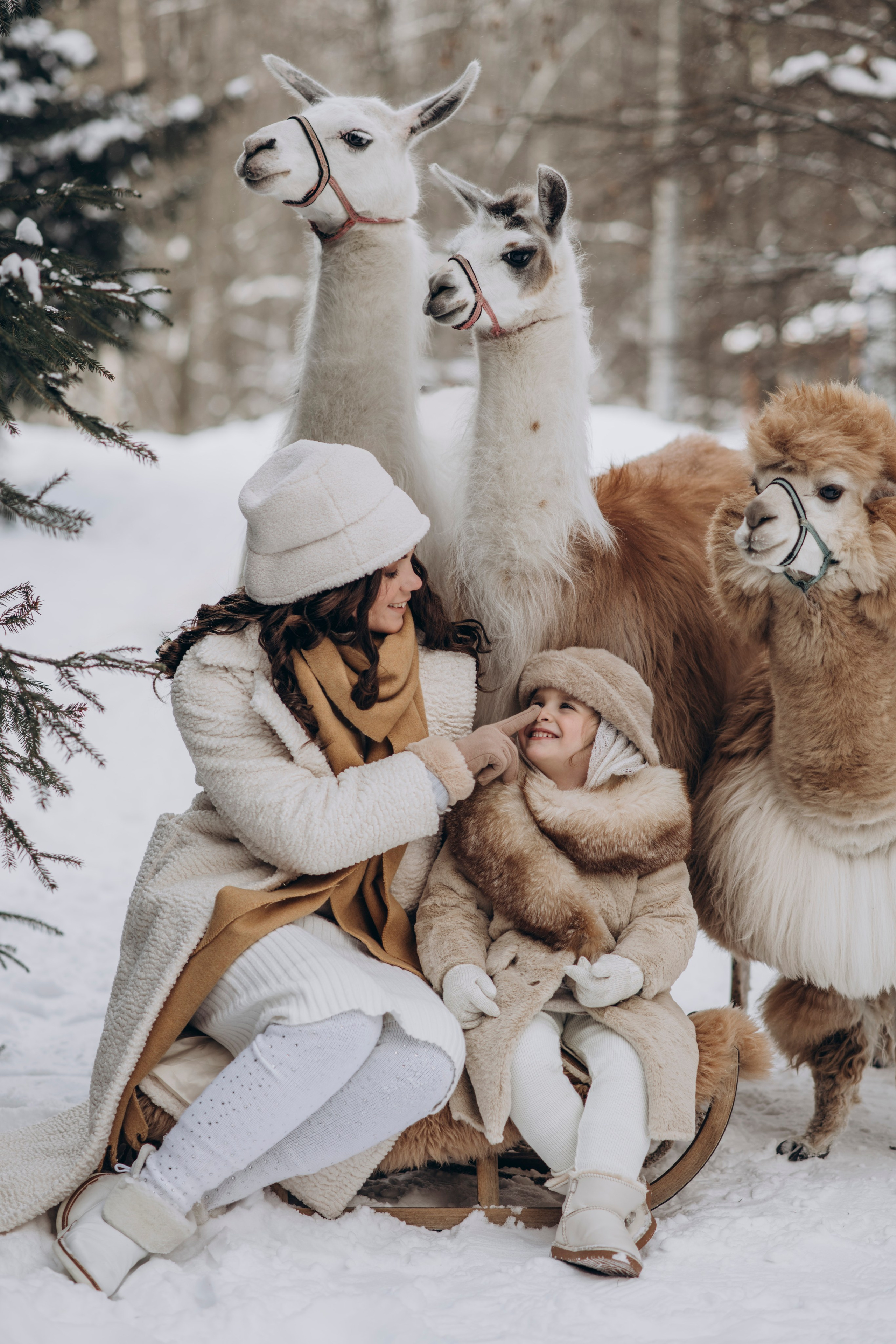 Зимняя фотосессия с Альпаками. Свадебный фотограф в Дмитрове