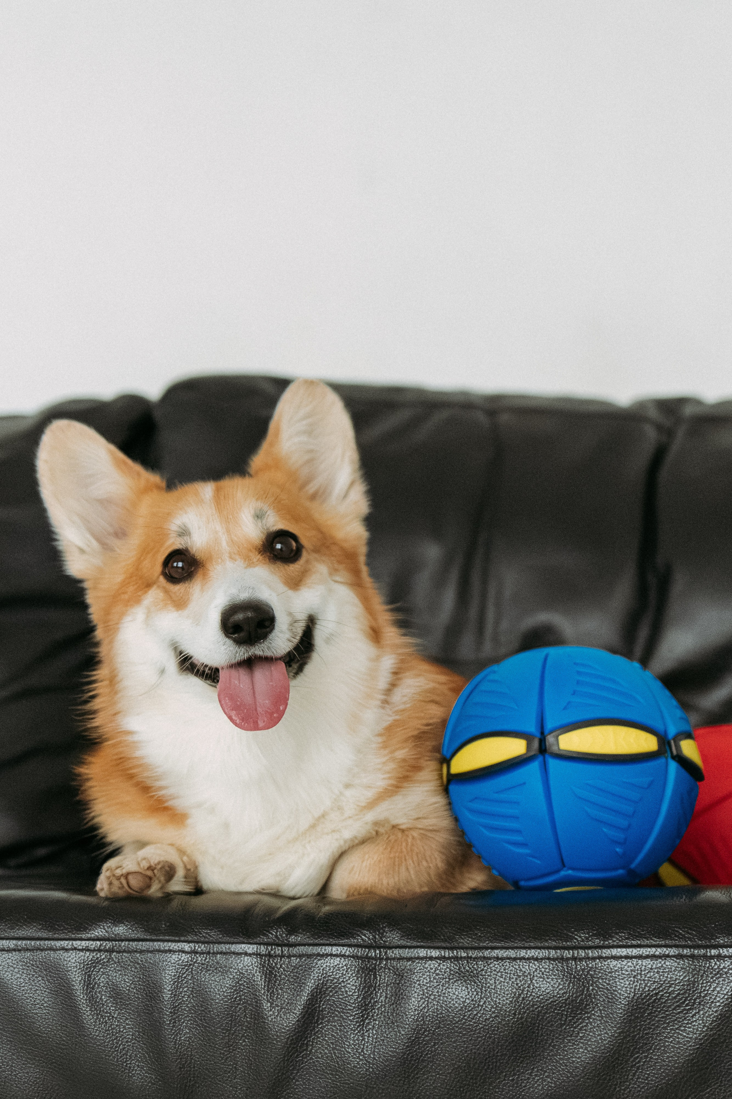 Мячи-попрыгуны. Фотораф — анималист Мария Шистка