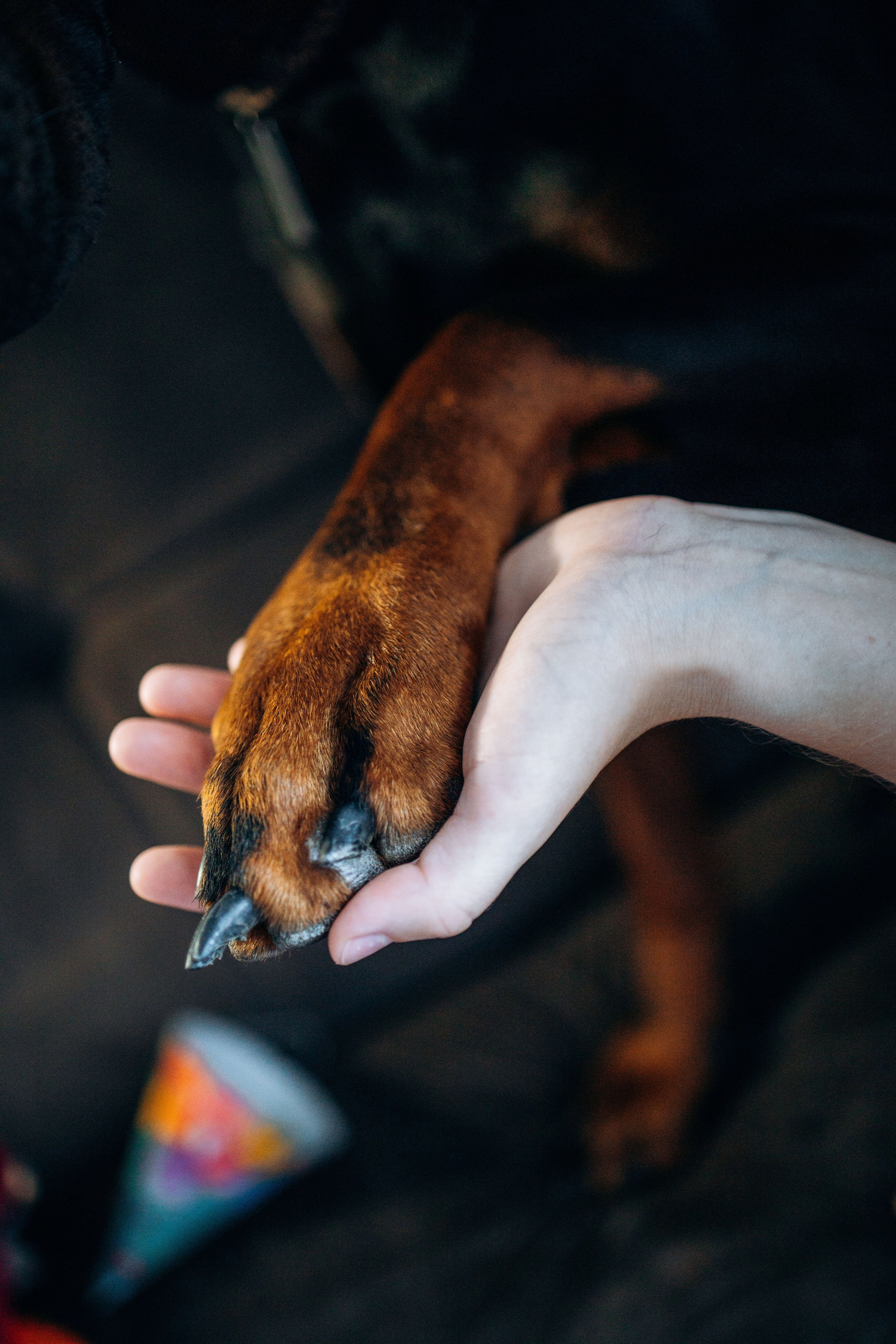 Катя и Конор