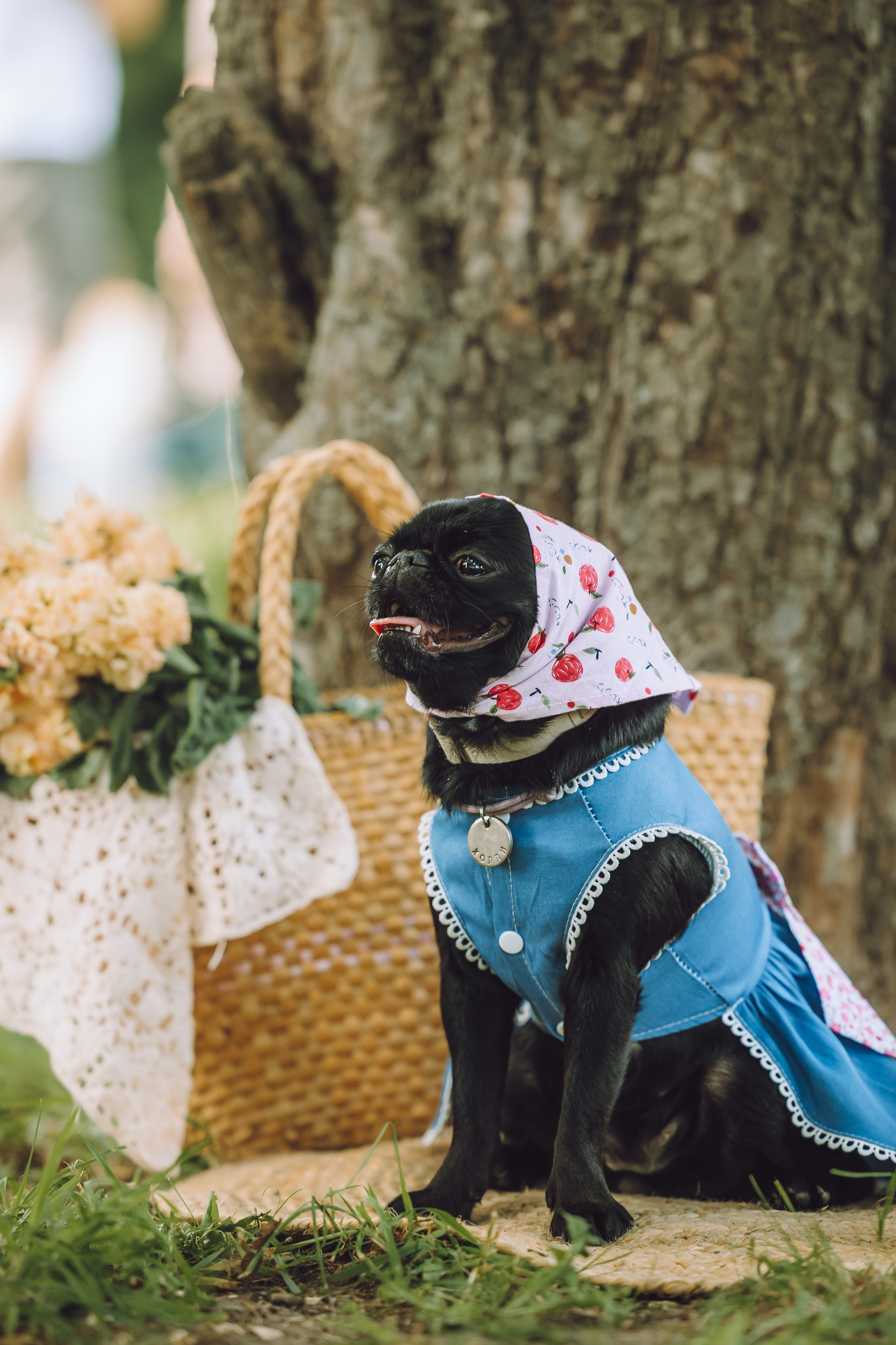 Griff-пикник. Семейный фотограф животных, анималист в Москве Екатерина Киреева