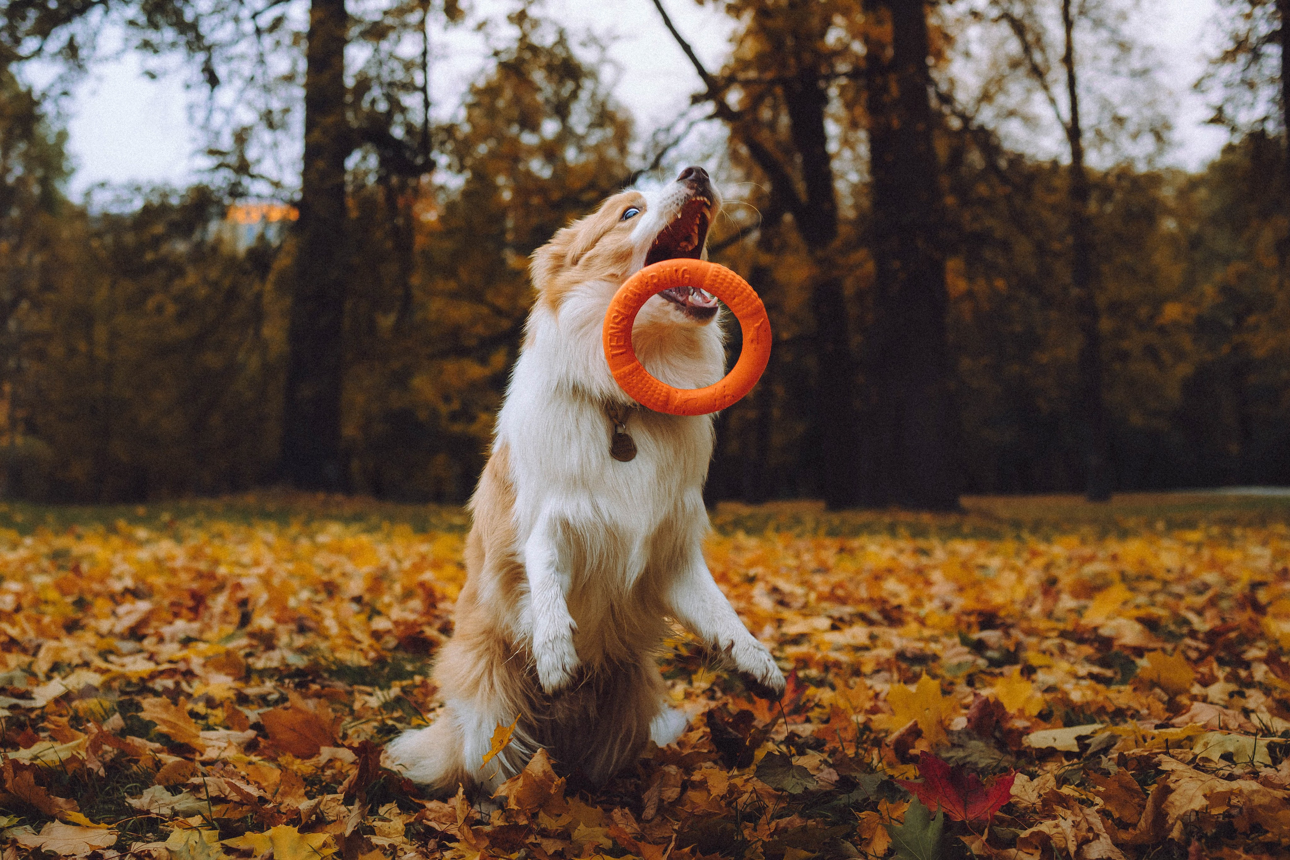 Алина, Витя и Асти