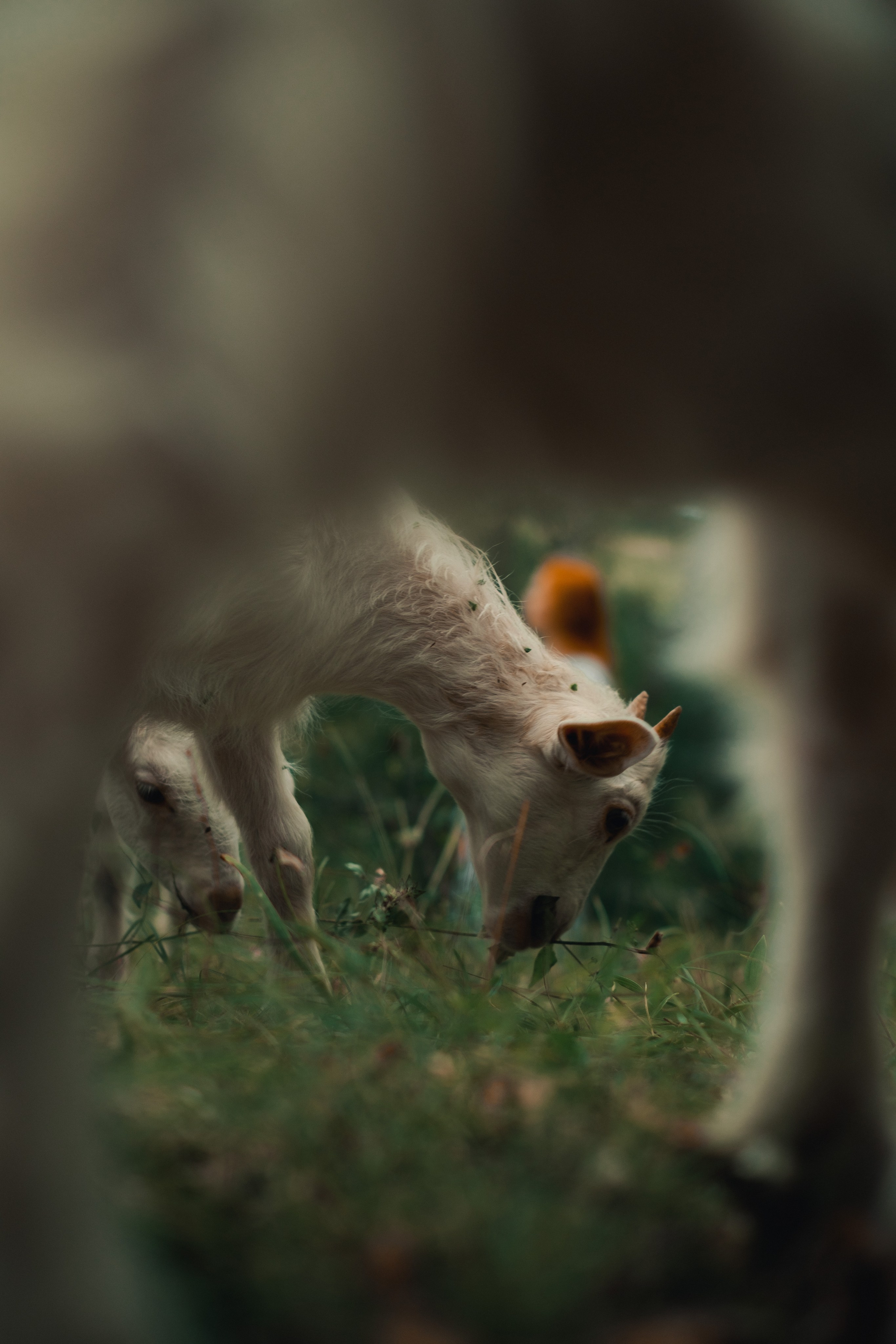 Мария и козы. Фотограф Благовещенска Яна