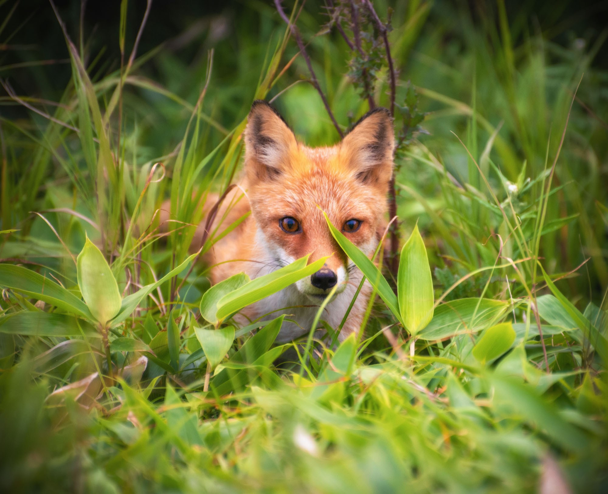 Фотографии животный мир России
