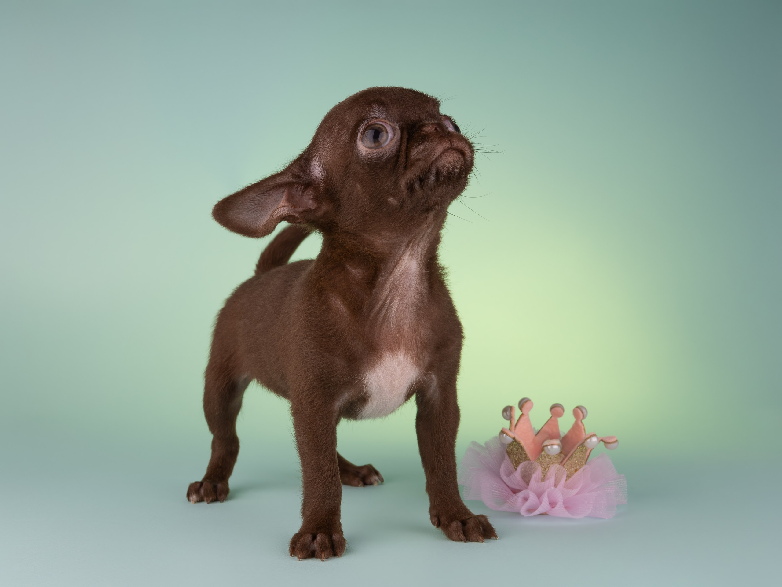 Чихуахуа (студия). Фотограф-анималист в Москве, МО и Владимире