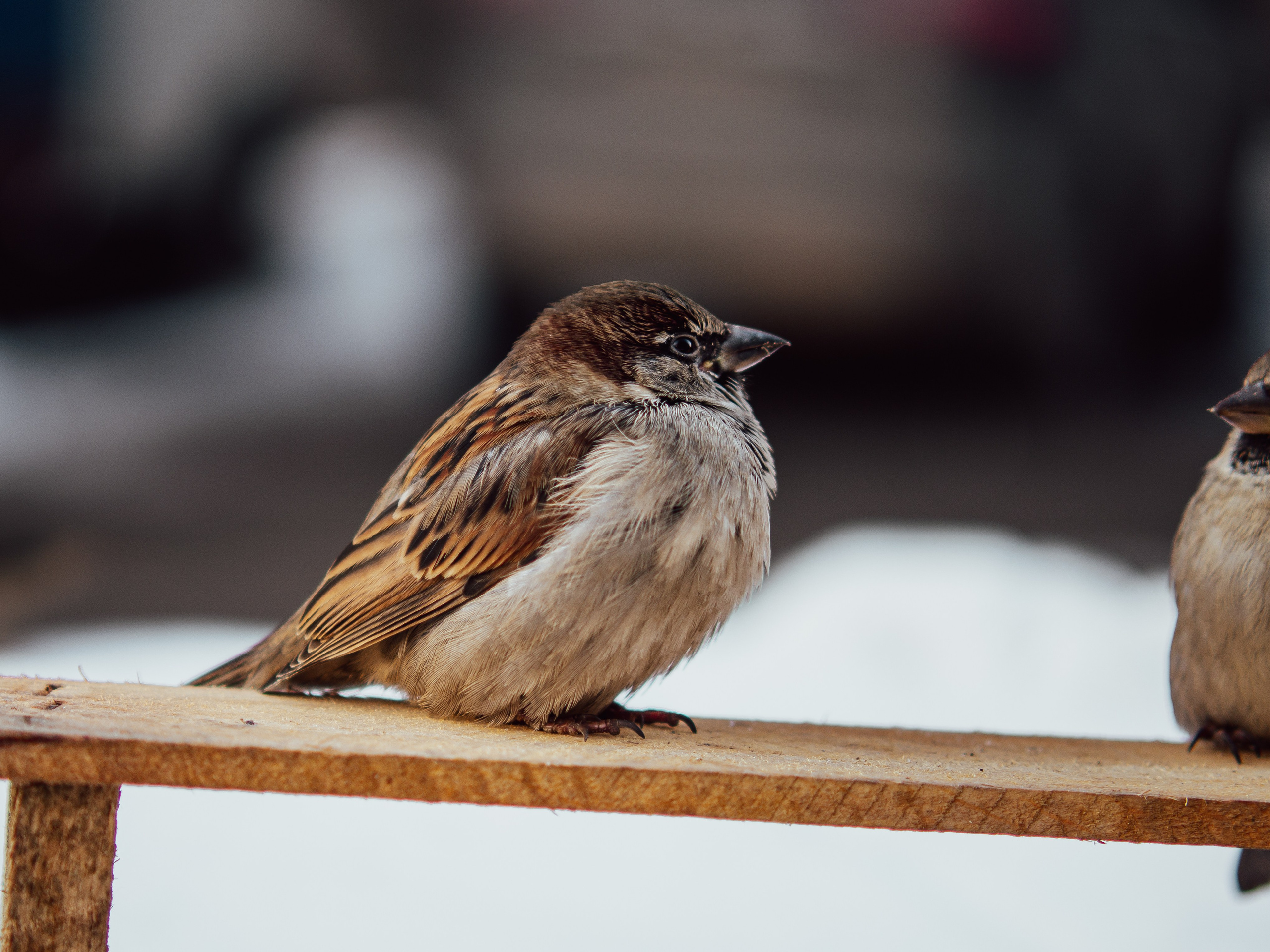 Воробьи. Профессиональная фотография от VladEstaf_StyloQArt: портреты, репортажи, семья