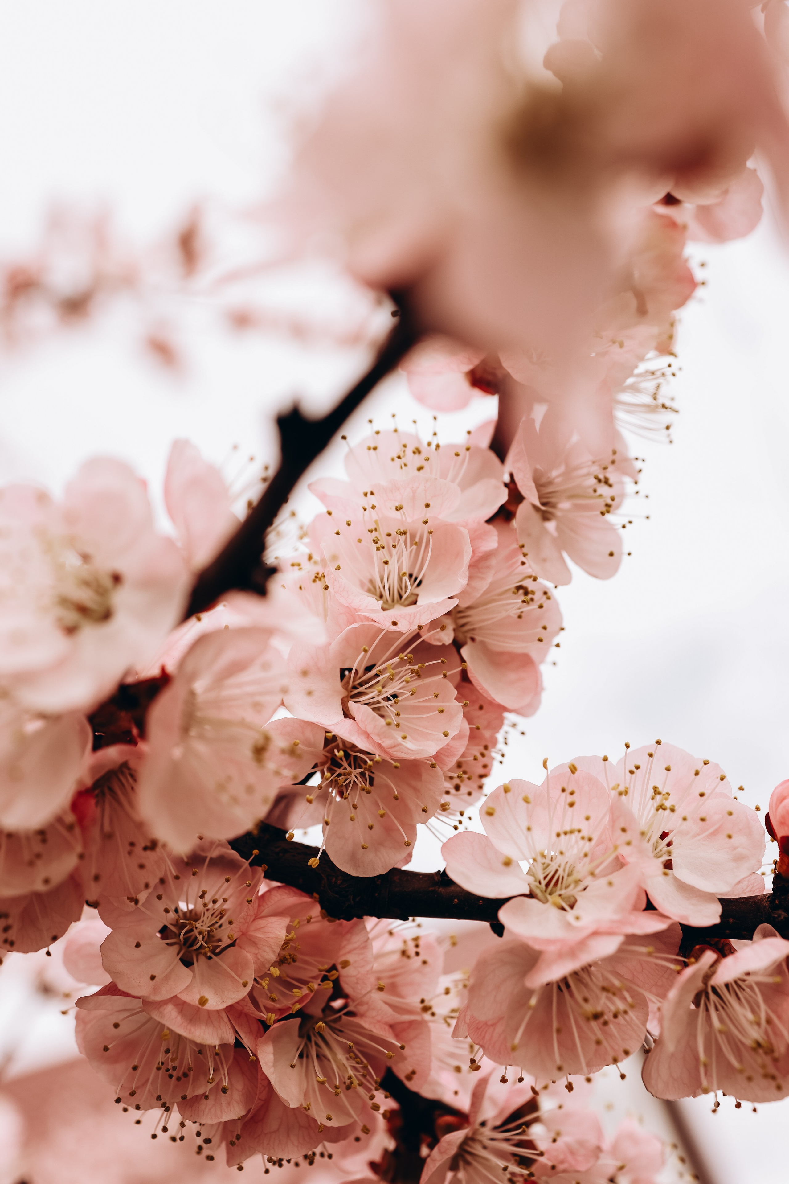 Снежана. Свадебный и семейный фотограф в Воронеже Ксения Воротникова